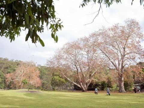 Ironbark Flat picnic area