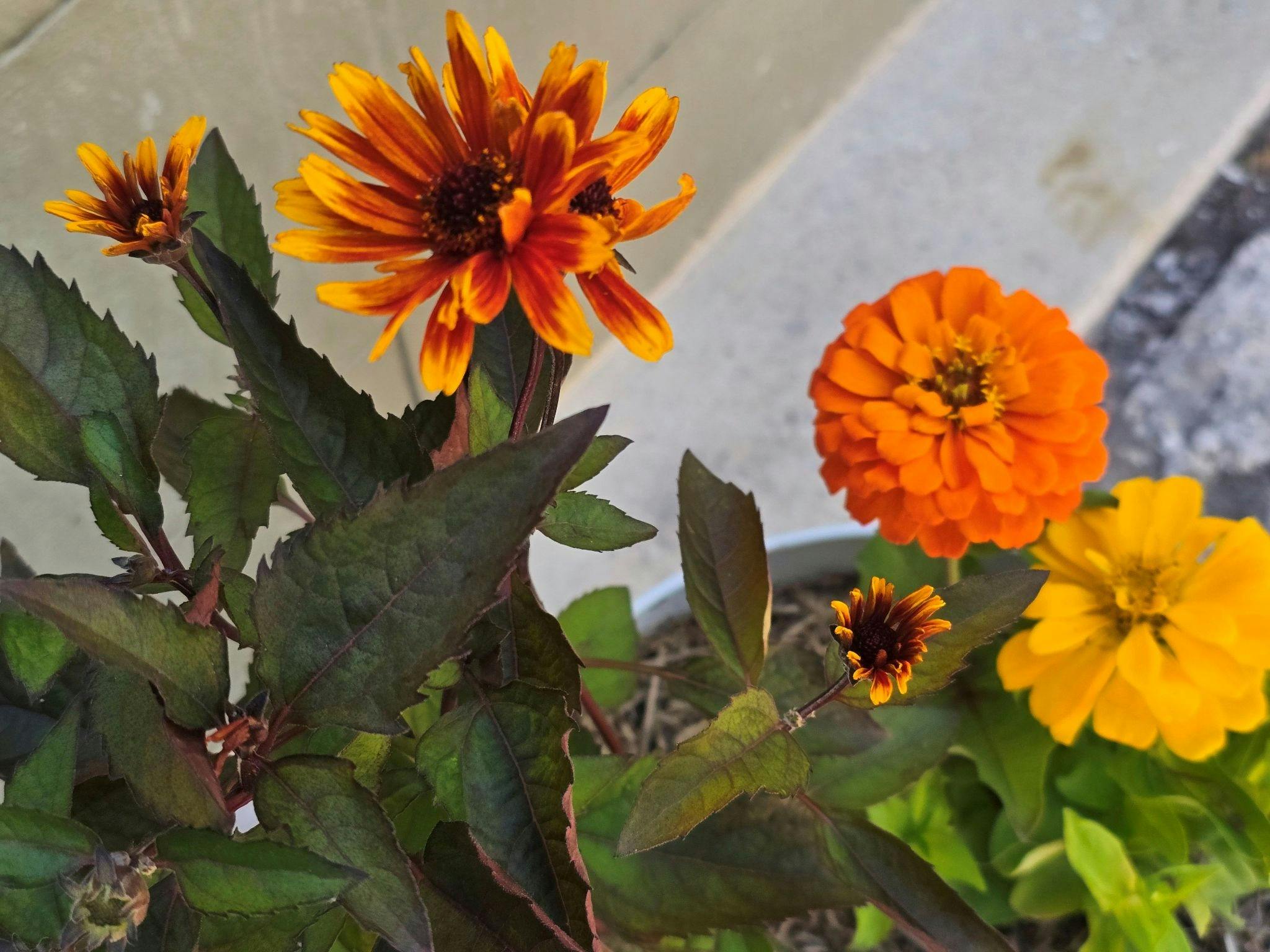 Gold-en Remedy Bar & Guesthouse - Therapetic Garden