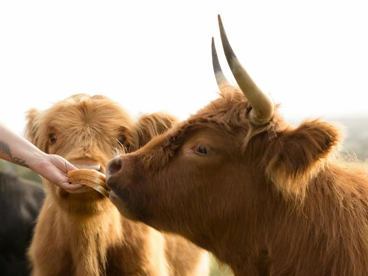 Highland Cow Experience
