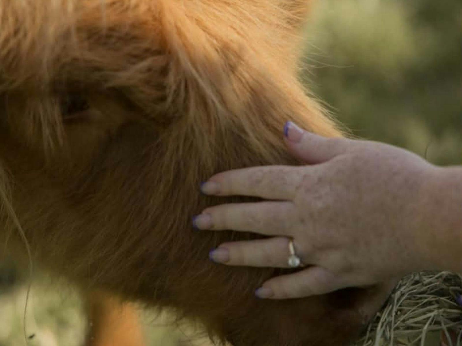 close up of engagement ring on hand while [ating the face of a tan highland cow