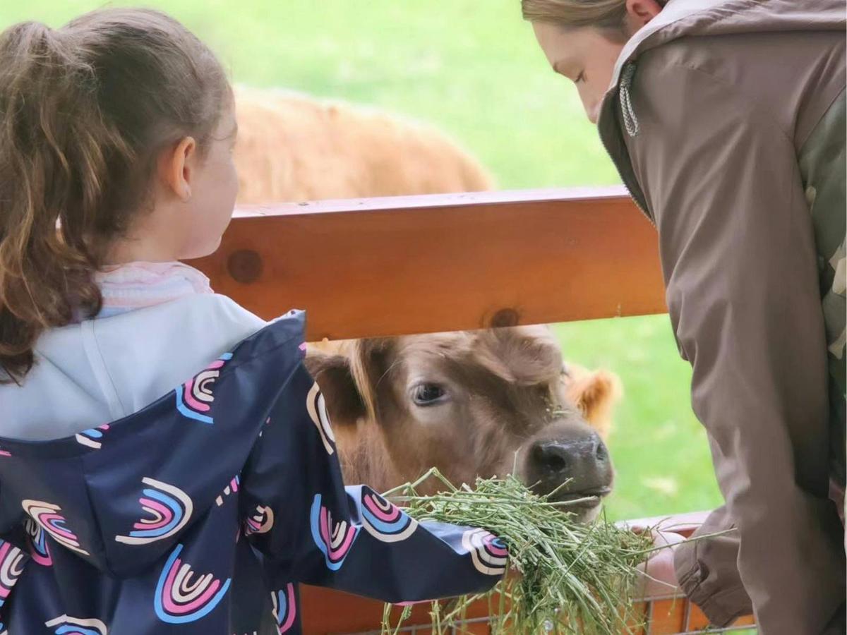 Family Highland Cow Experience