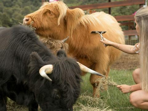 Abergail Farm | Highland Cow Experiences
