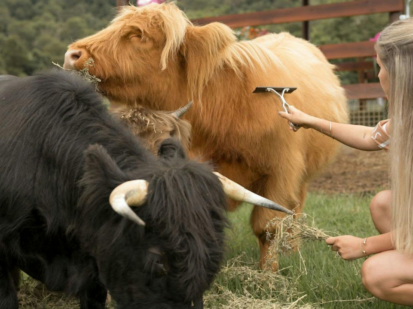Blonde lady crouched next to 2 highland cows brushing a tan coloured one, feeding black one to left