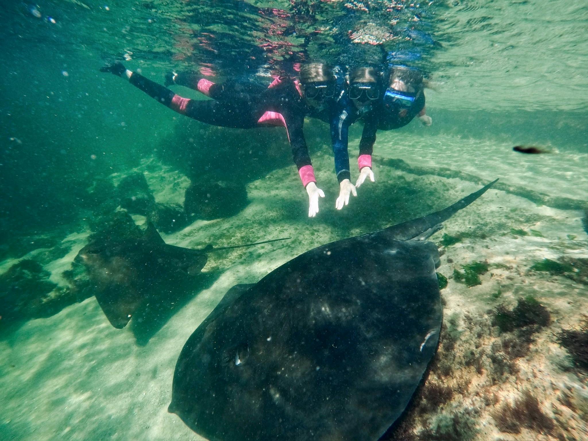 Coastal Currents Snorkel (12yrs+) featuring Smooth Ray