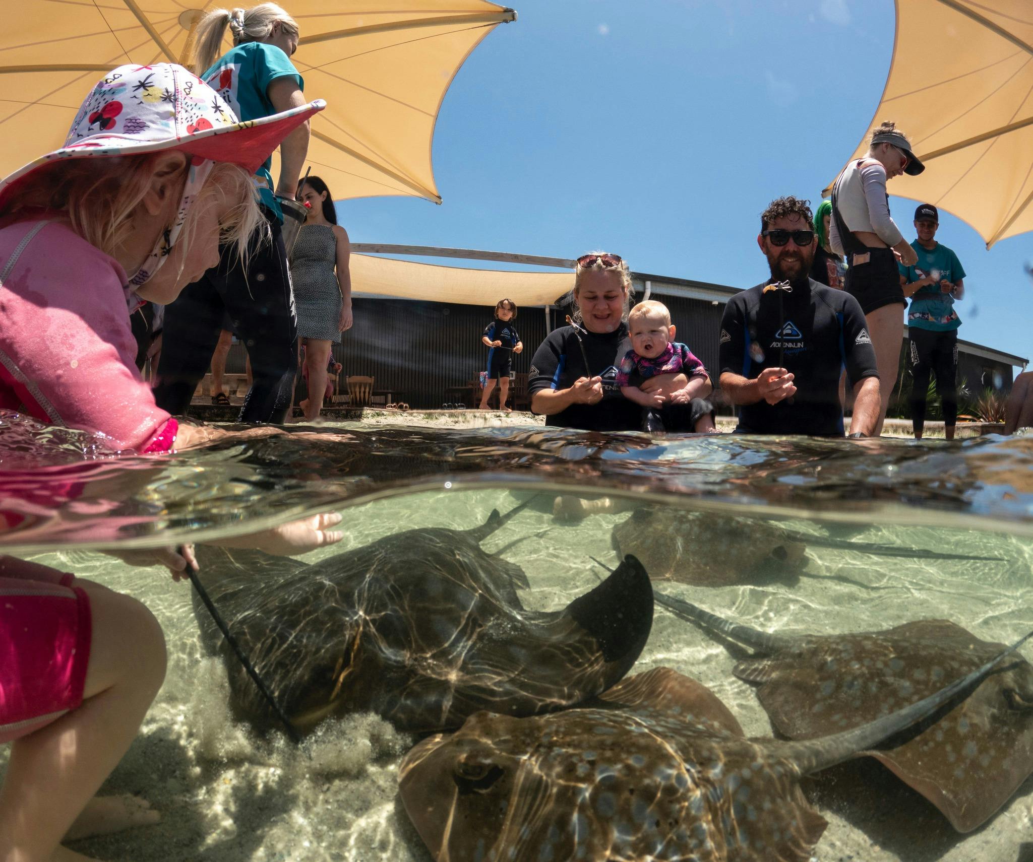 Meet and feed our stingrays - a wonderful experience for all ages