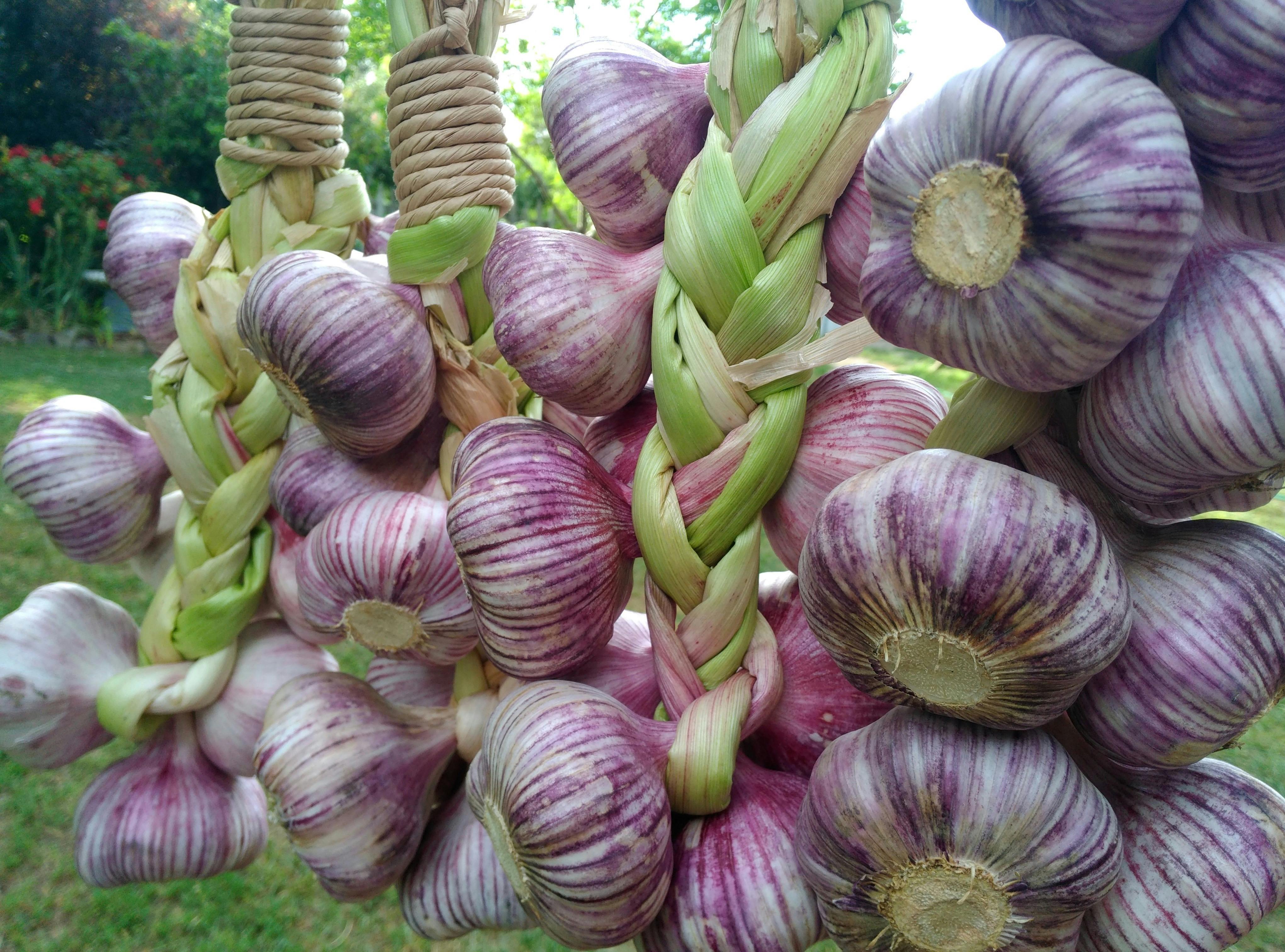 hanging garlic