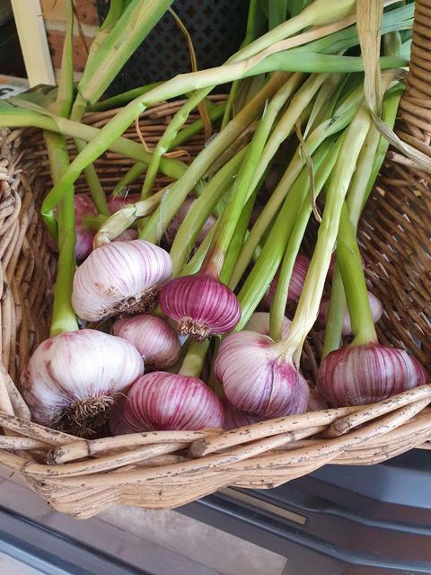 Gourmet Garlic Tasting & Talk: A Unique Food Experience for the Connoisseur