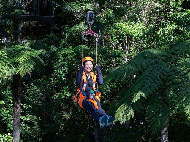 Illawarra Fly Treetop Adventures