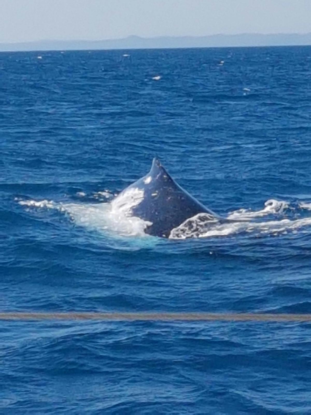 Communing with the whales