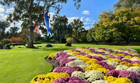 Koyo Matsuri - Autumn Festival