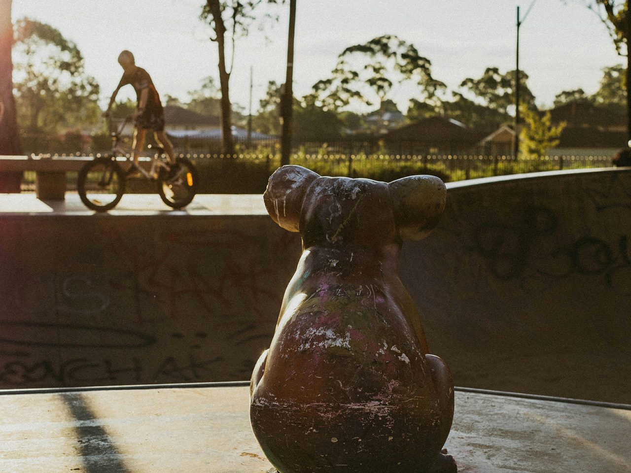 Koala at Appin Skate Park
