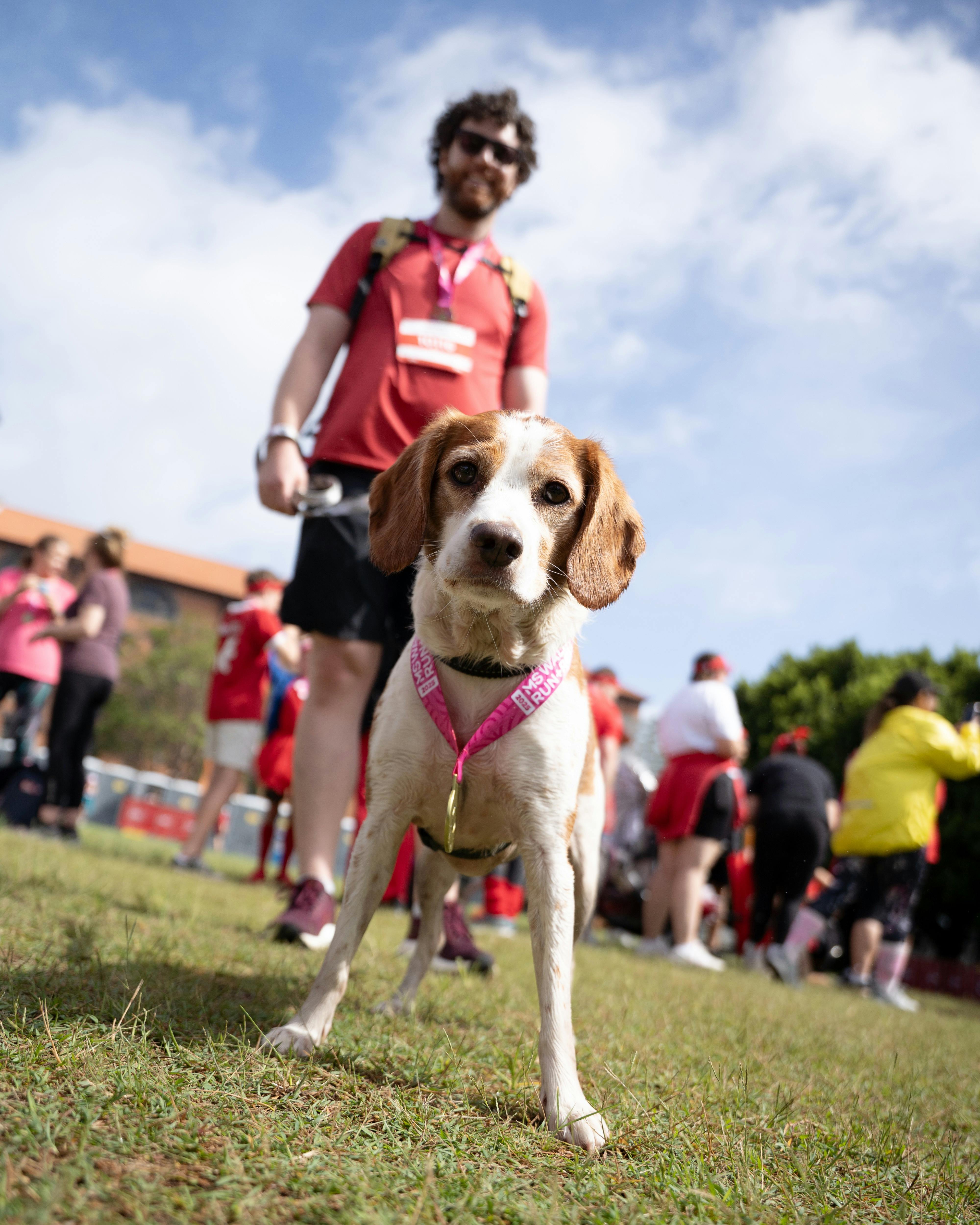 White and tan dog wearing a Walk Run + Roll medal.