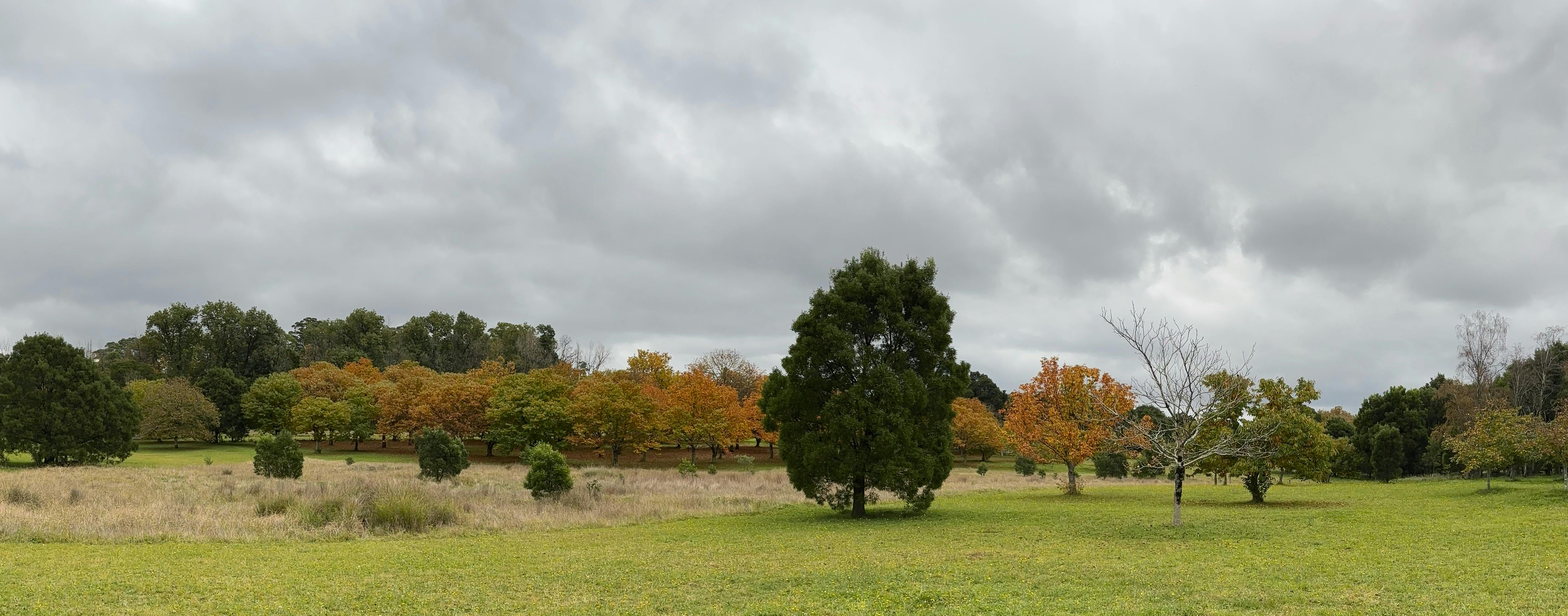 Nutwood Farm orchard in winter