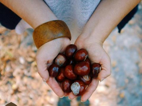 Pick Your Own Nuts at Sassafras Nuts