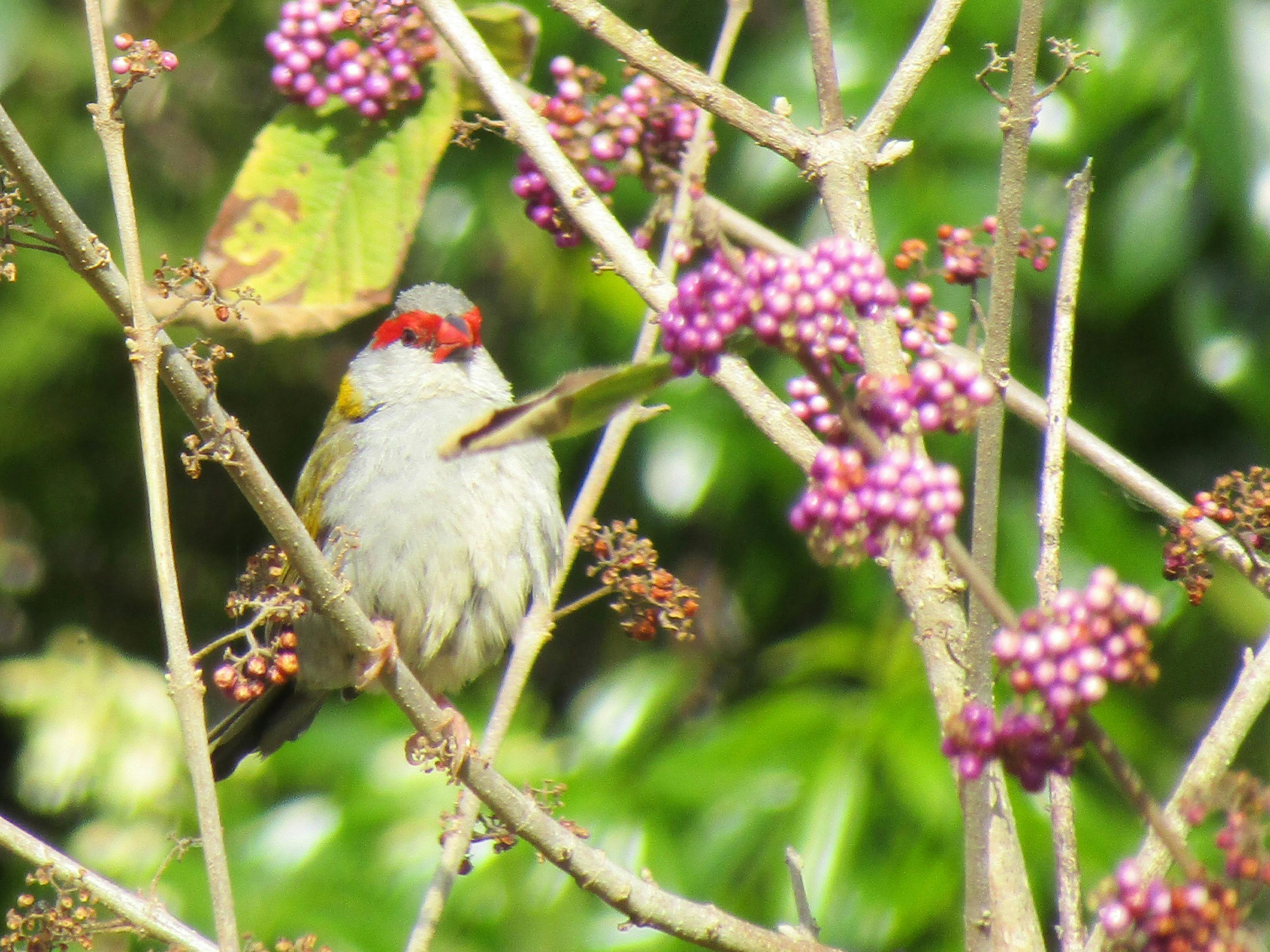 Red-browed Firetail