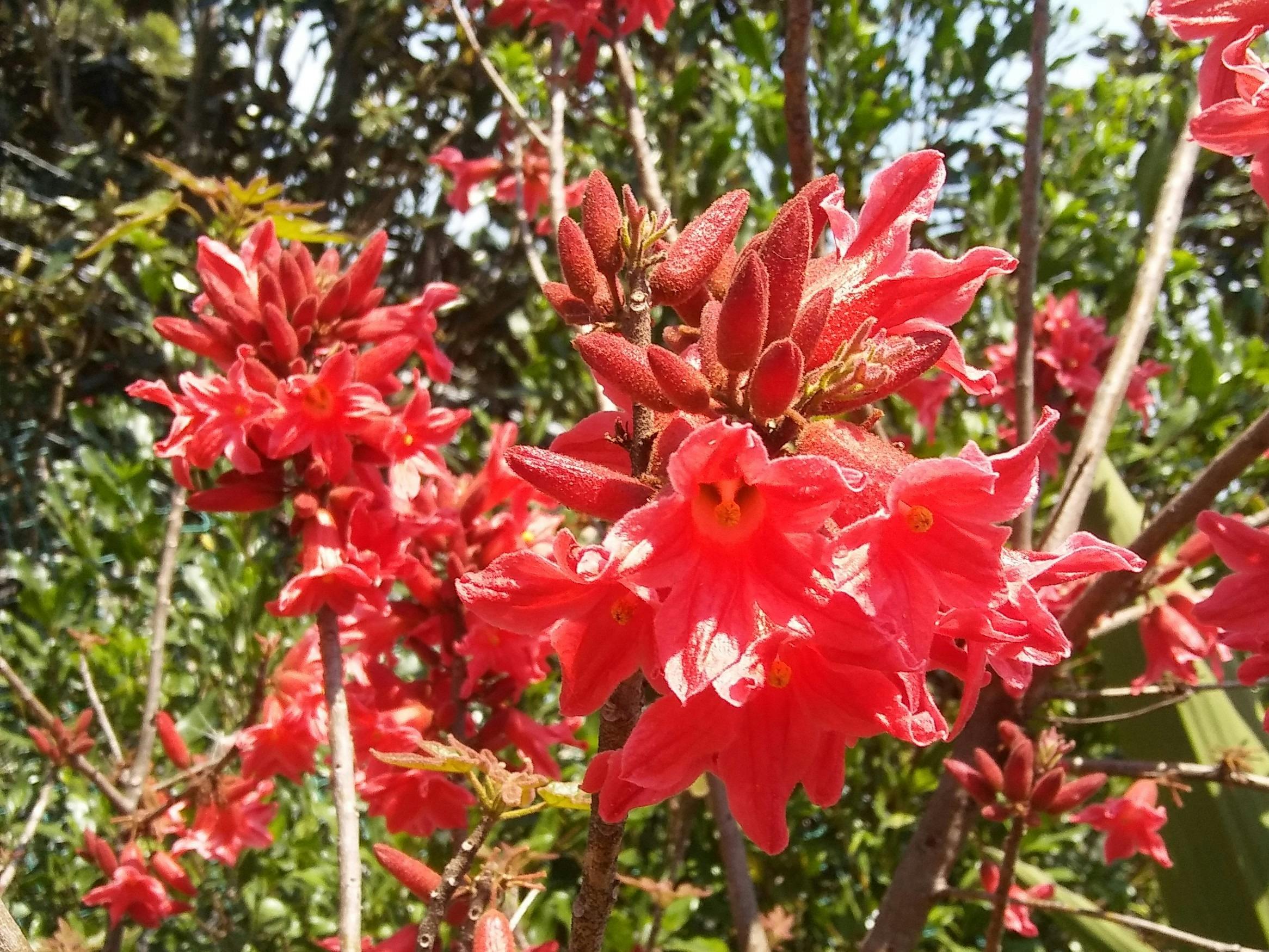 Brachychiton bidwillii