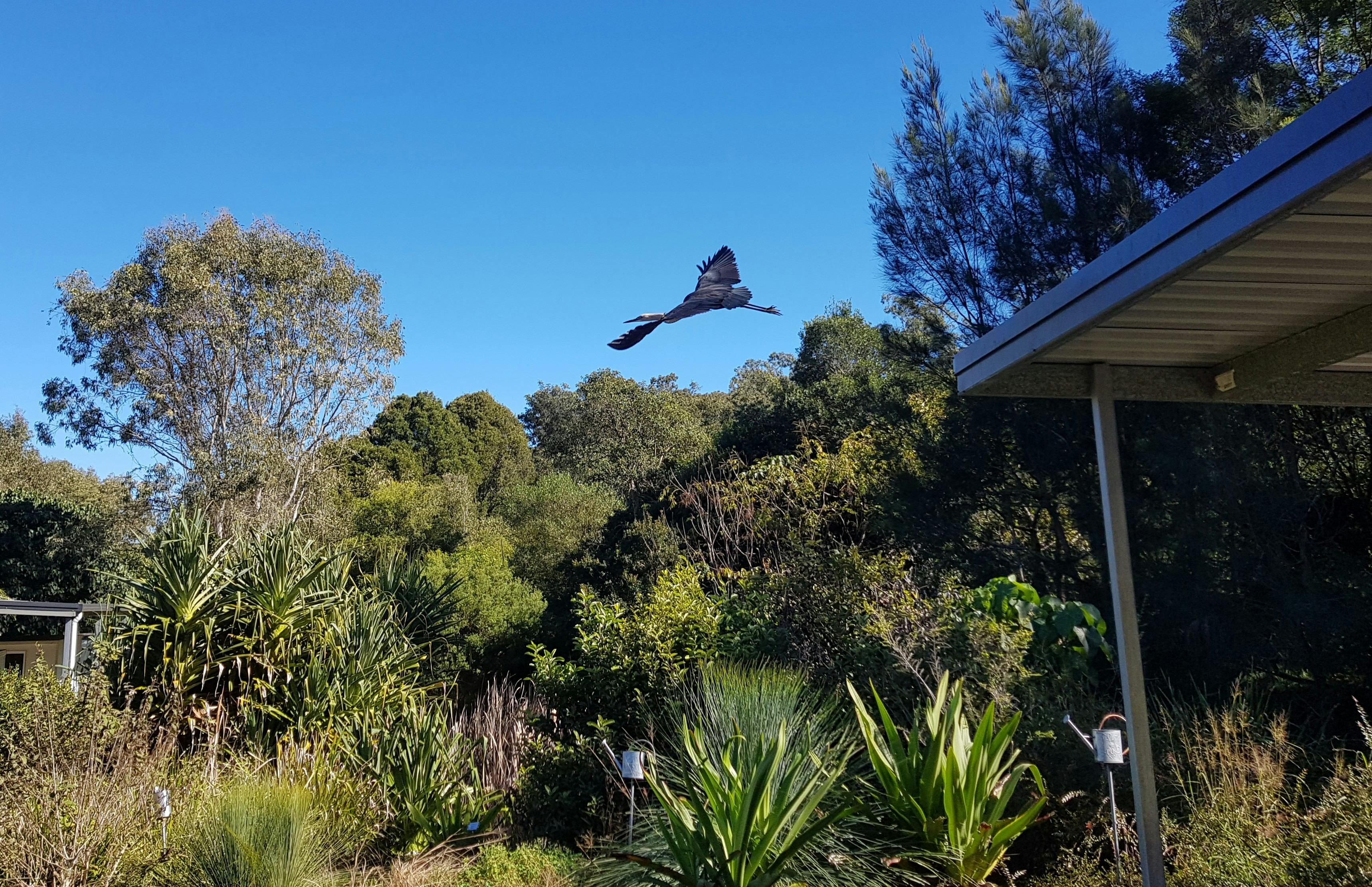 White-Necked Heron over the Useful PLants Garden