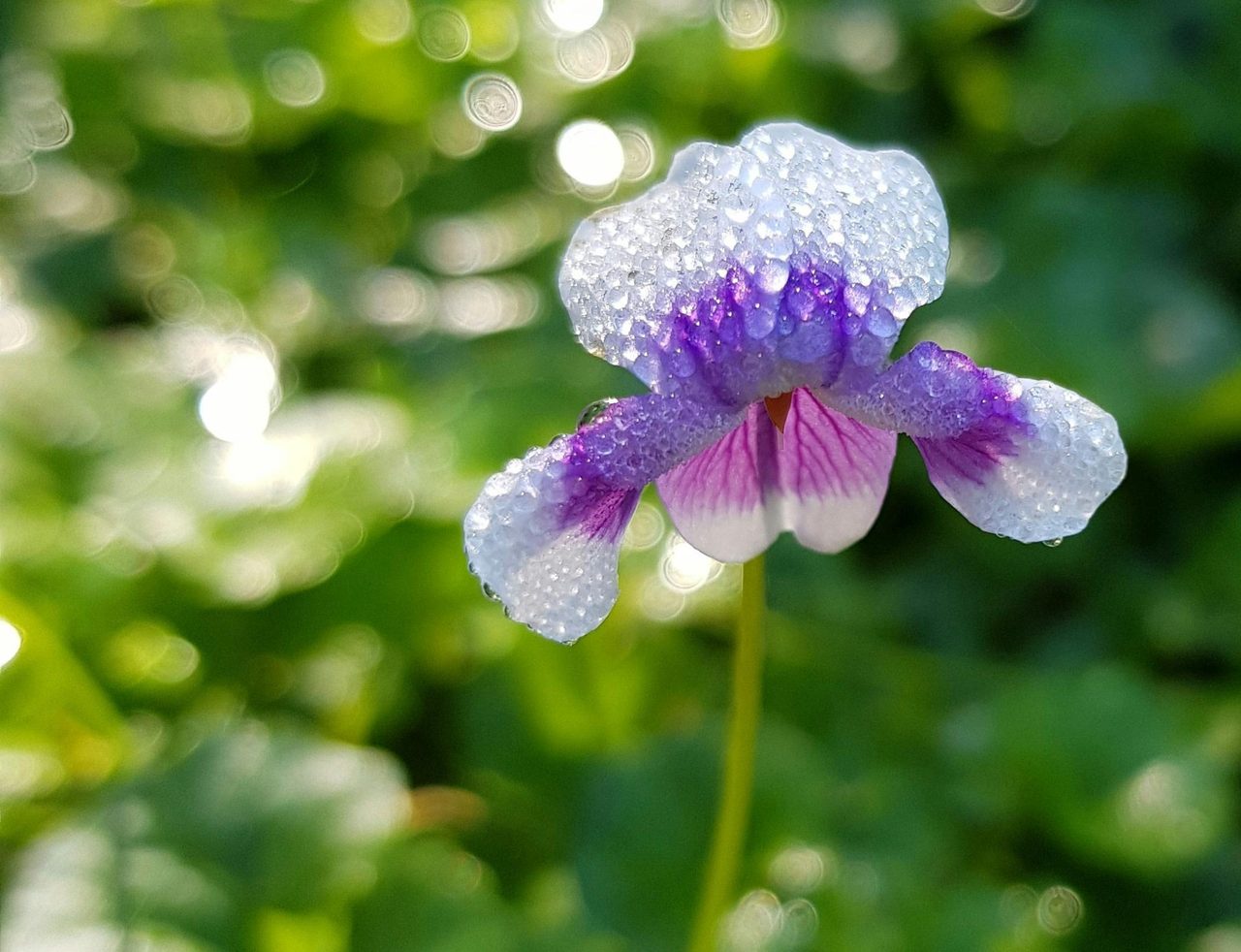 Viola banksii