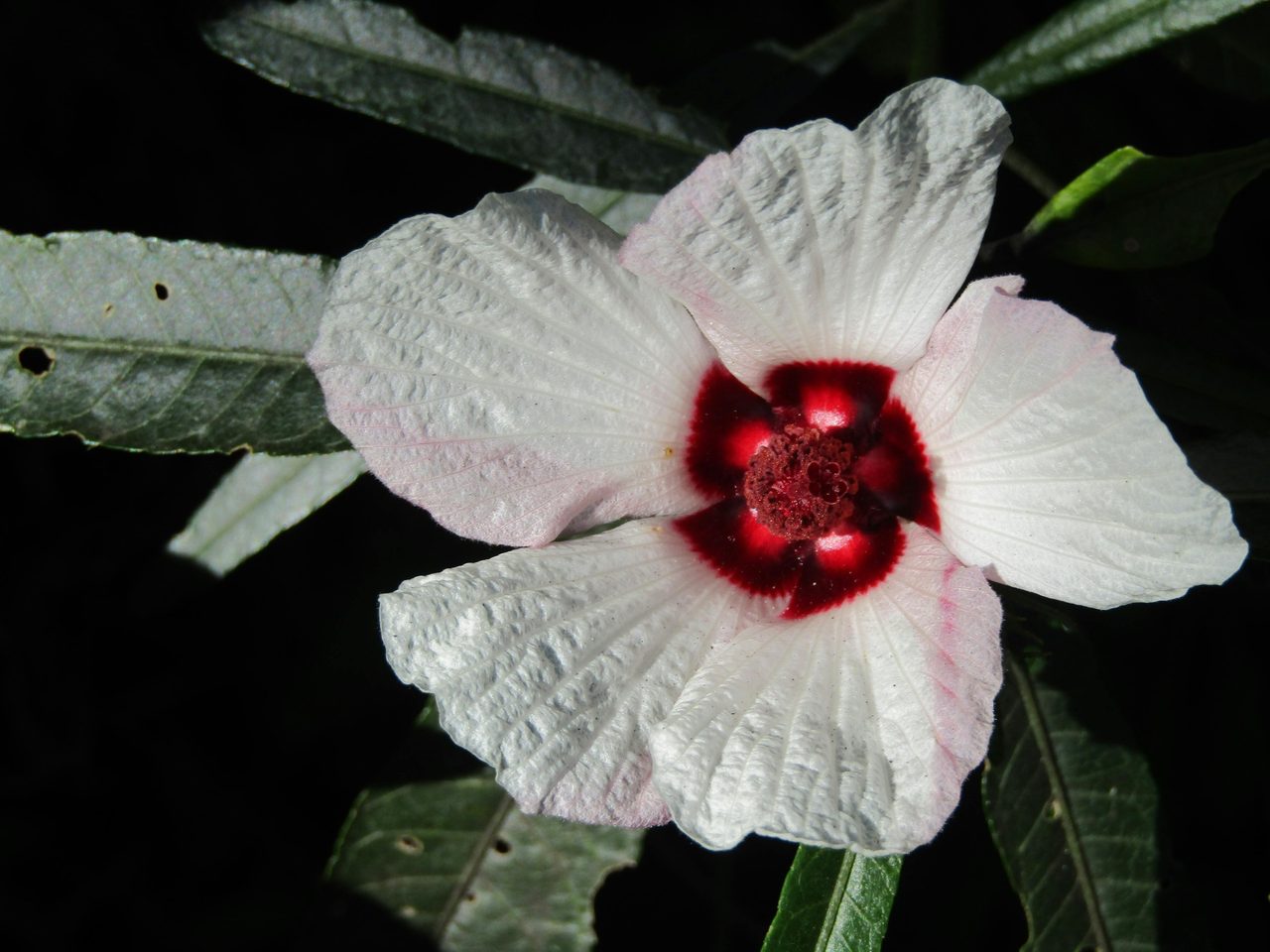 Native Hibiscus