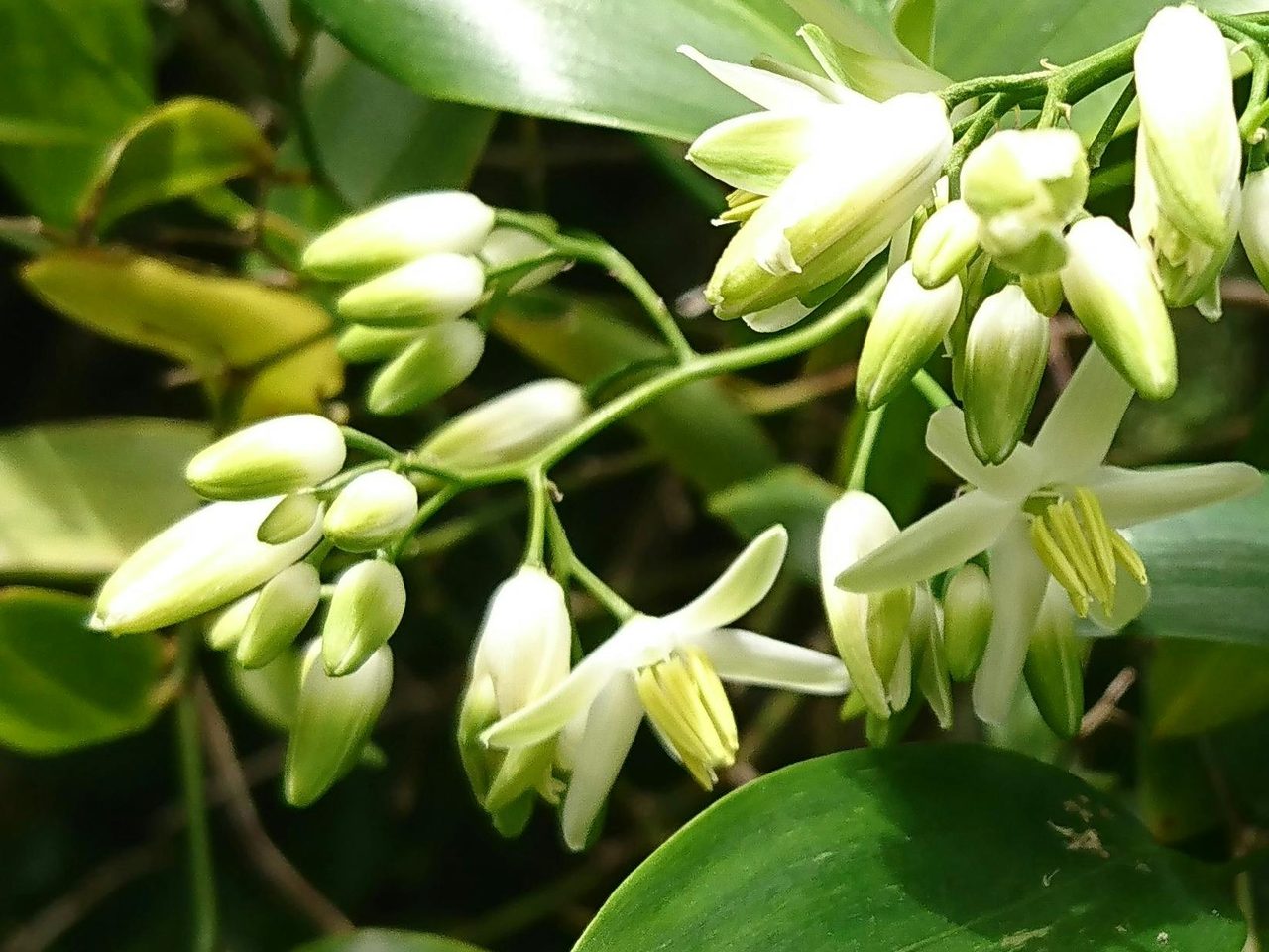 Scrambling Lily