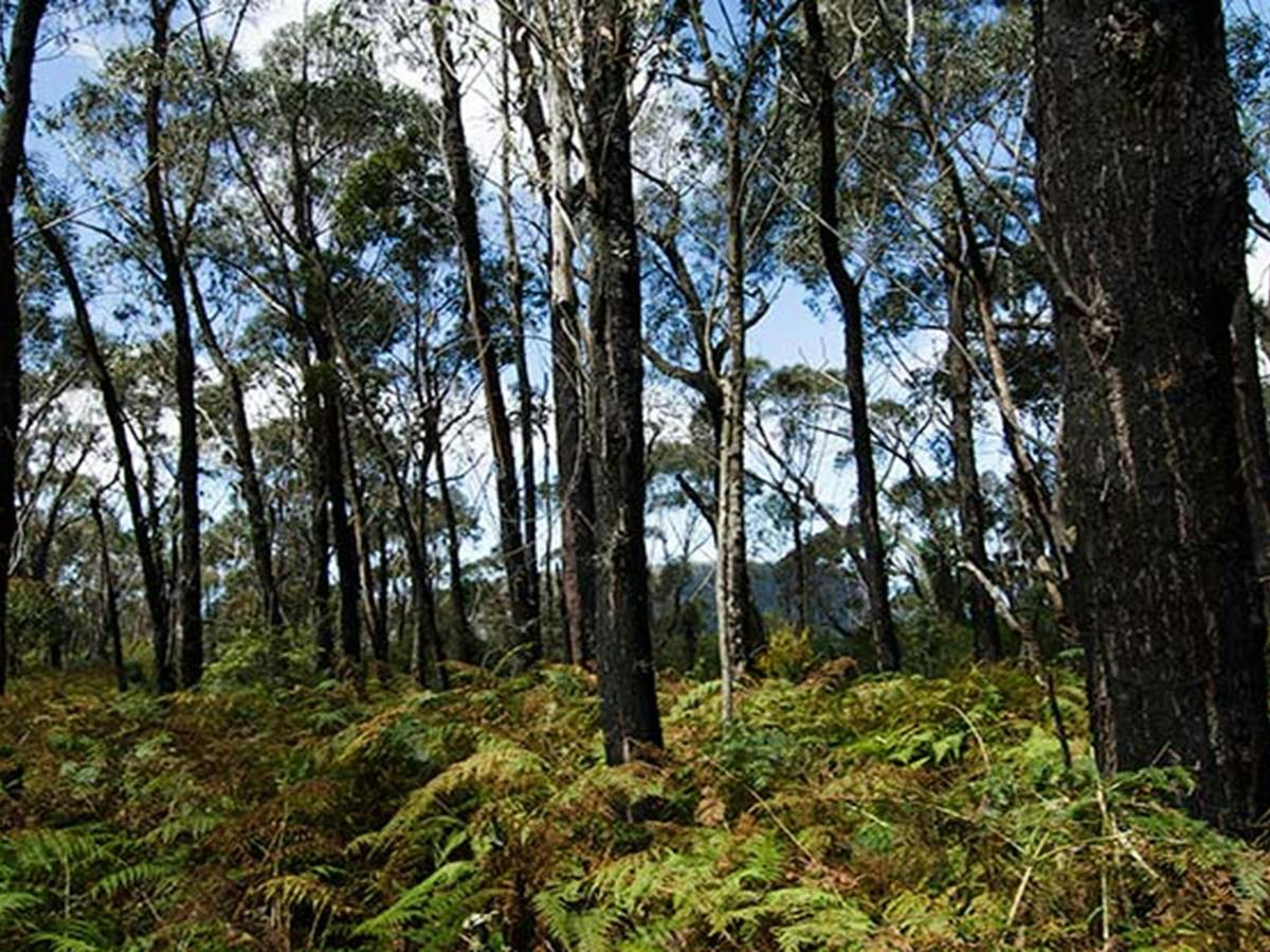 Illawarra Escarpment State Conservation Area