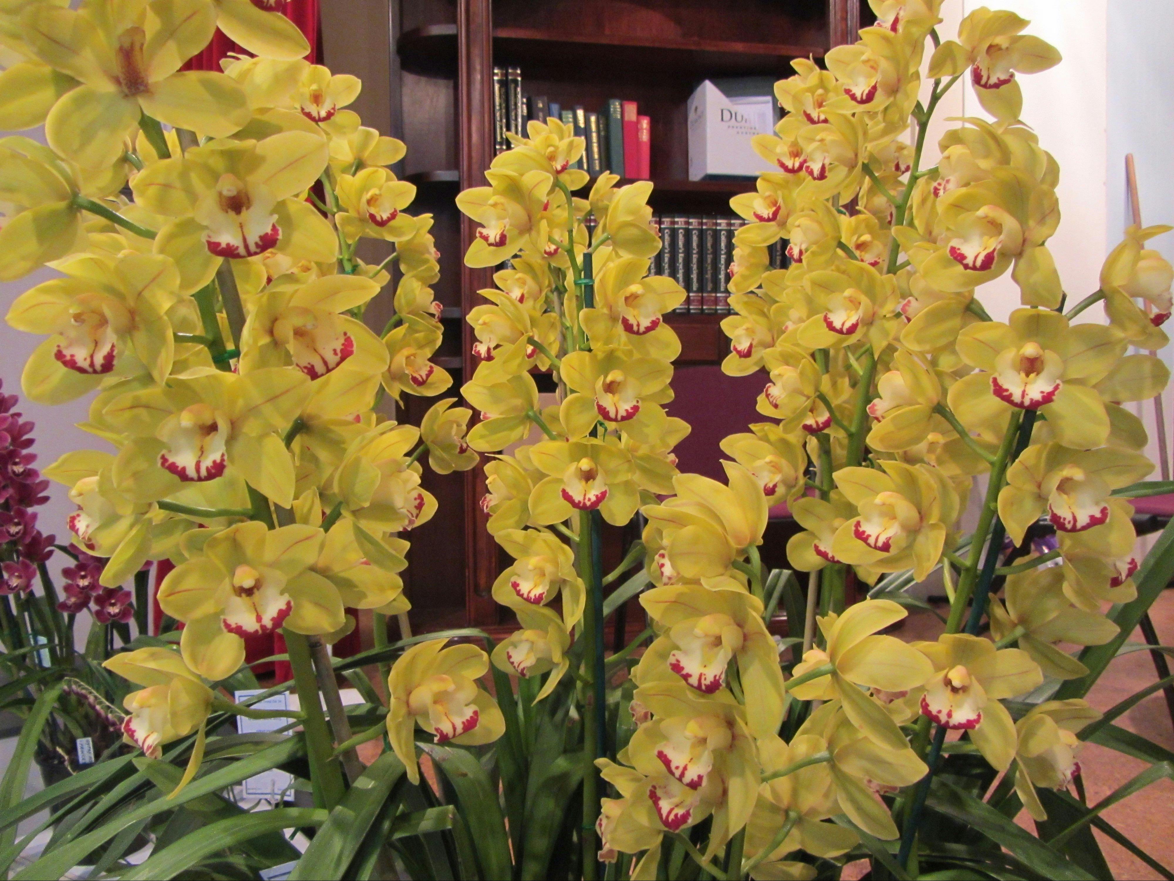 Cymbidium Orchids are at their peak