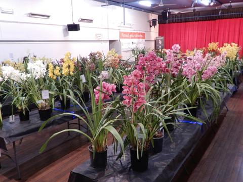 Sapphire Coast Orchid Club Winter Orchid Show