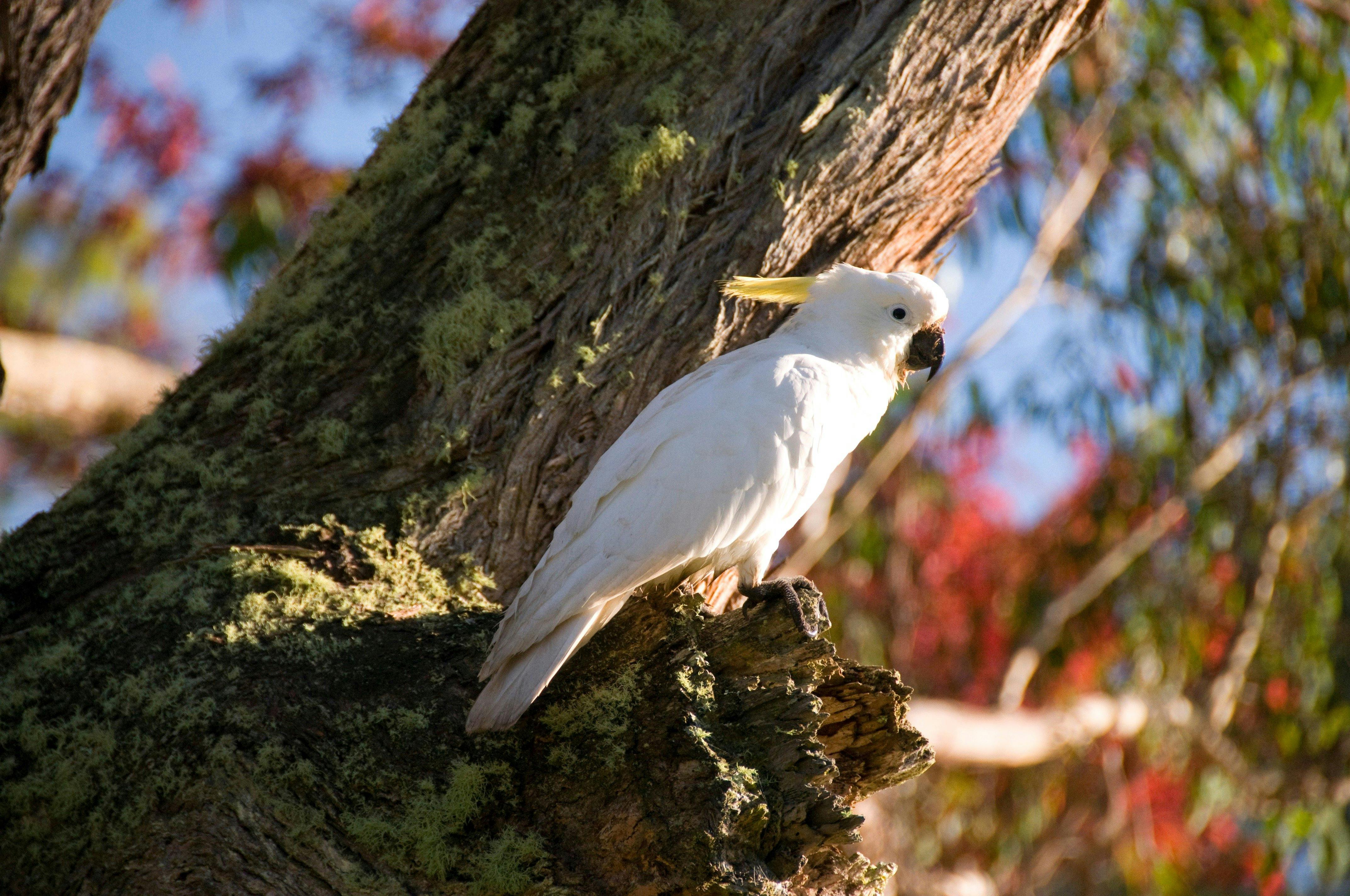 Lake Alexandra - Mittagong