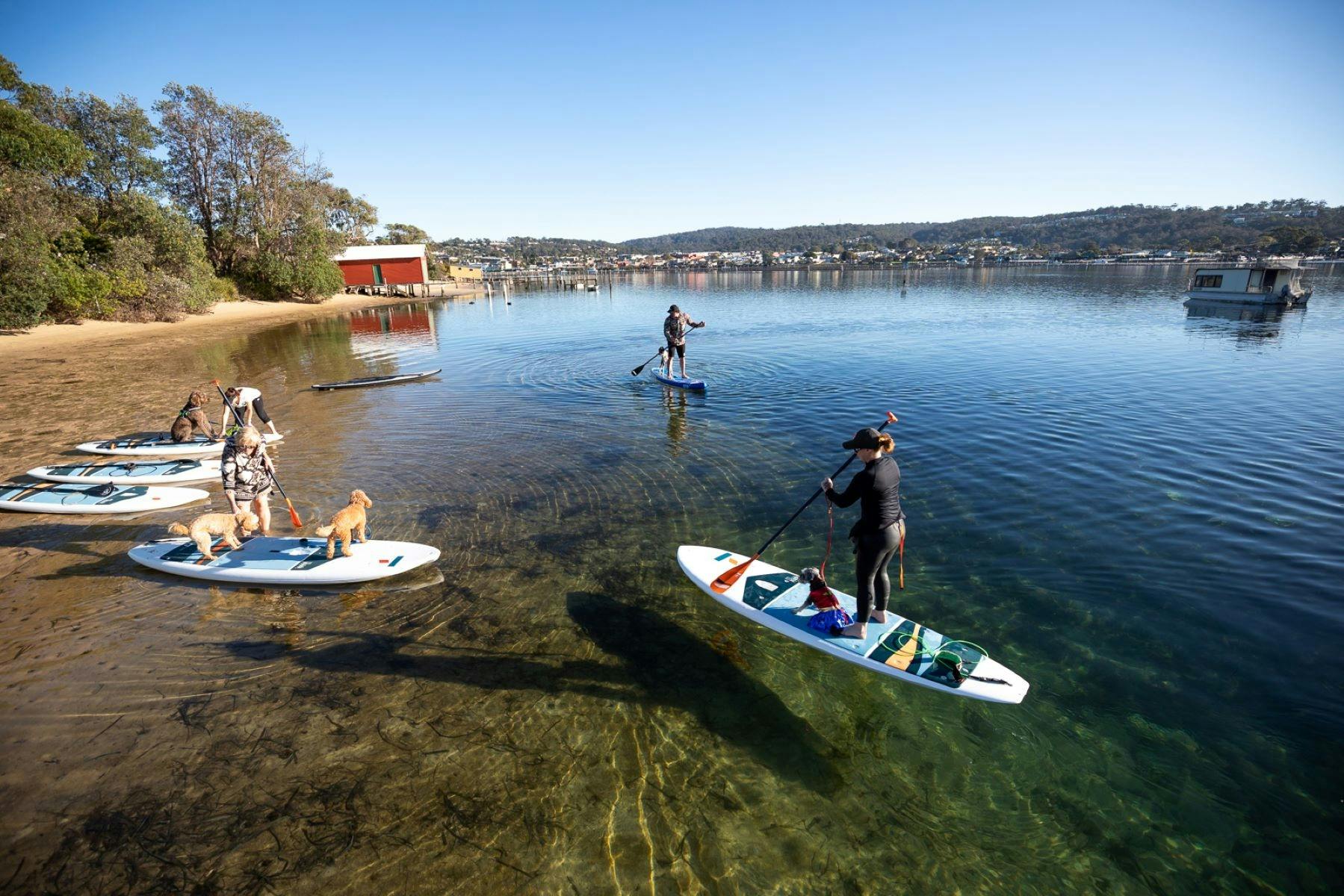 Pups on SUPS competition