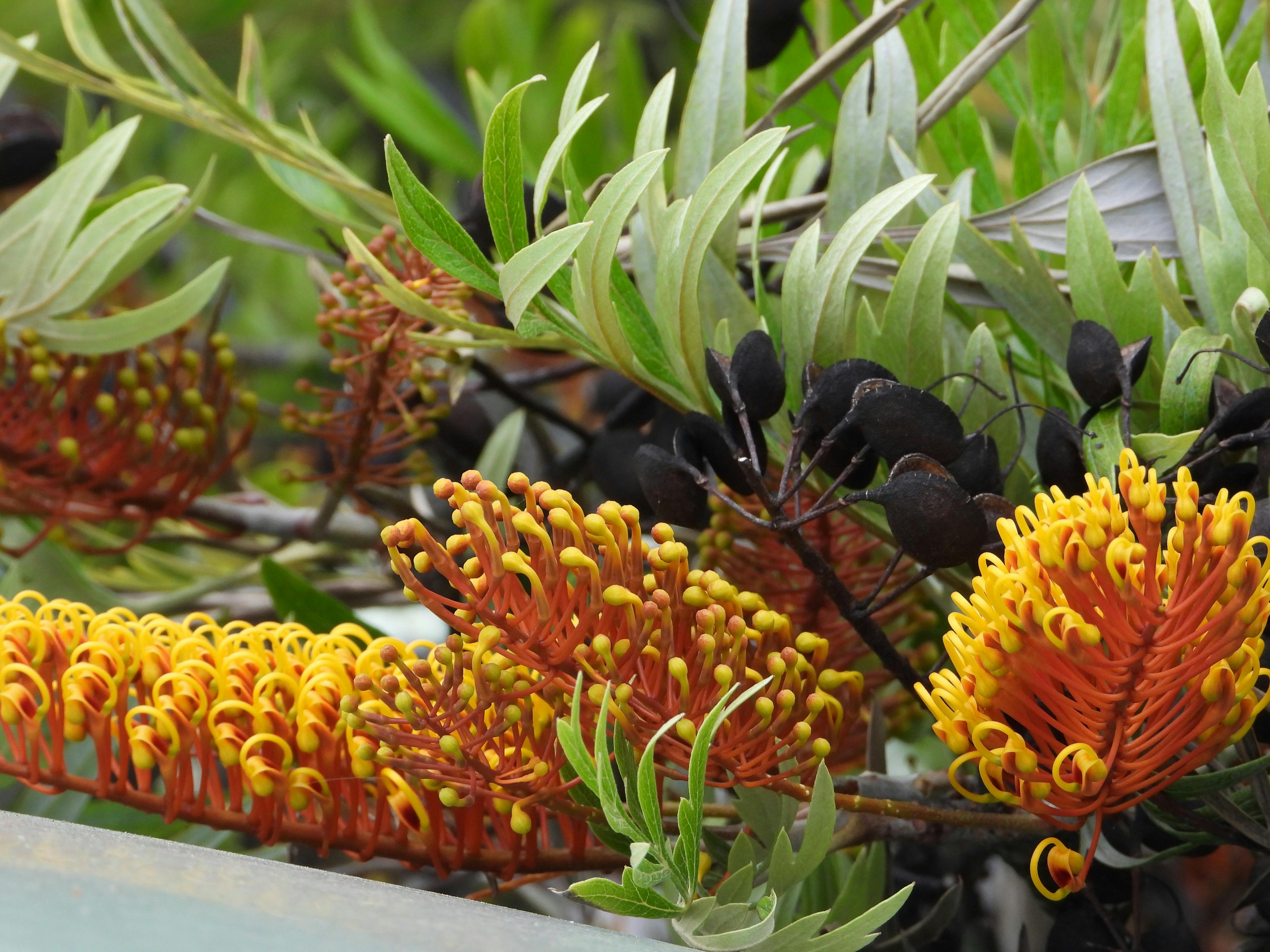 Silky oak leaves and flowers for dyeing