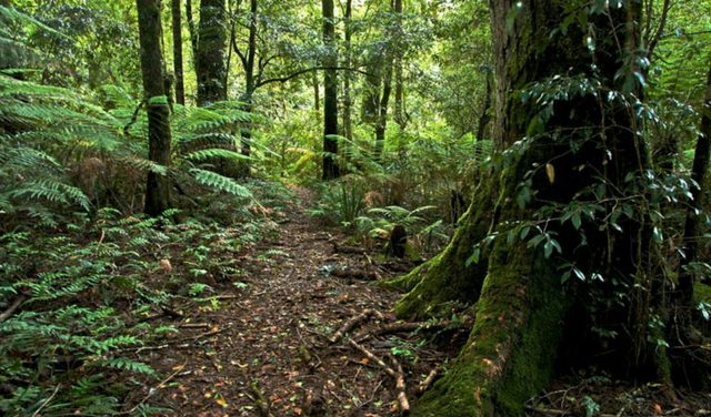 Antarctic Beech Forest walking track