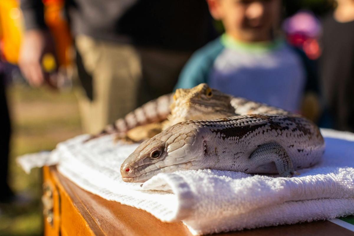 Reptile Display