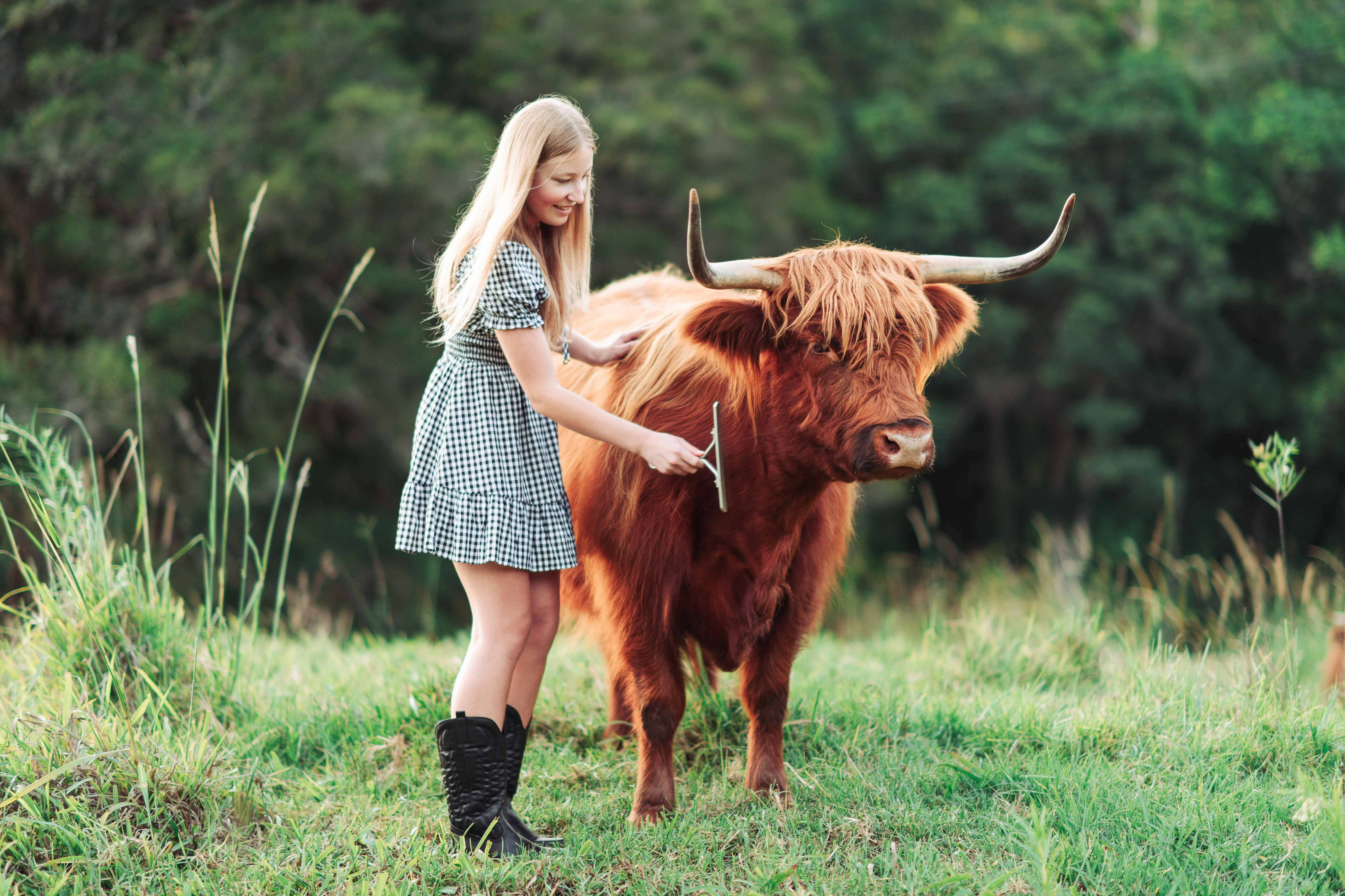 Brush the friendliest Highland Cows