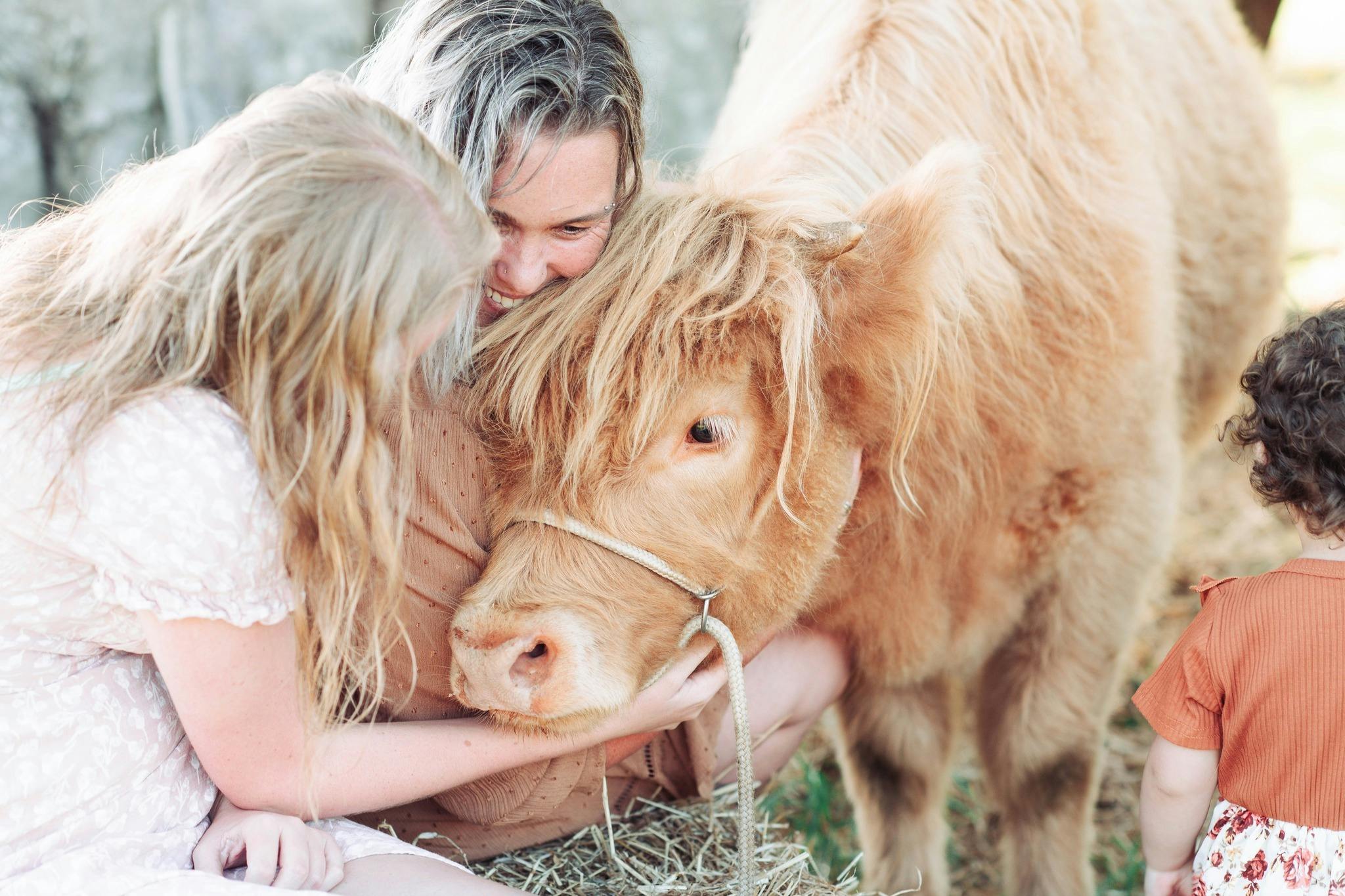 Meet the Highland Cows at Koolah Creek Highlands