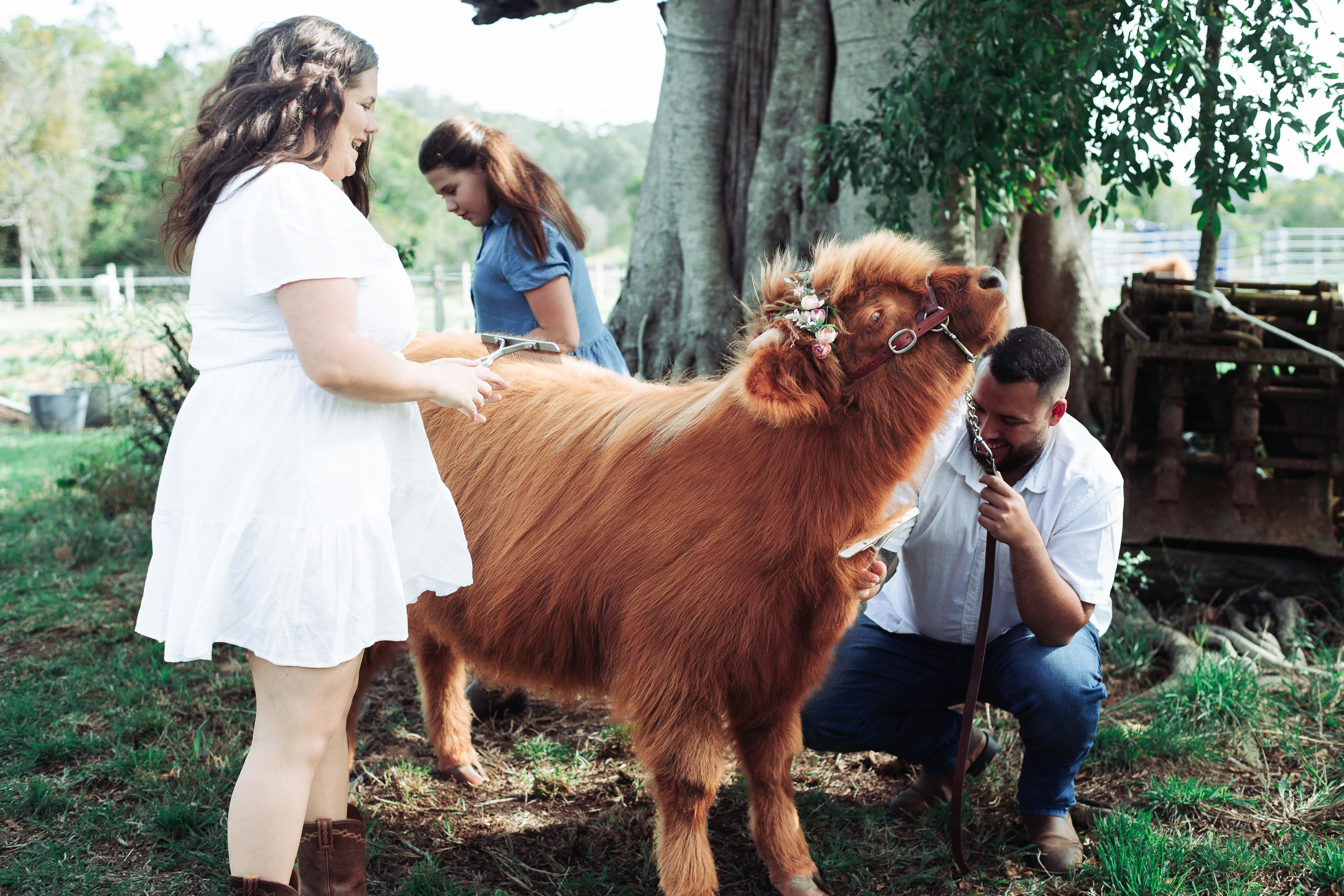Highland Cows love to be brushed
