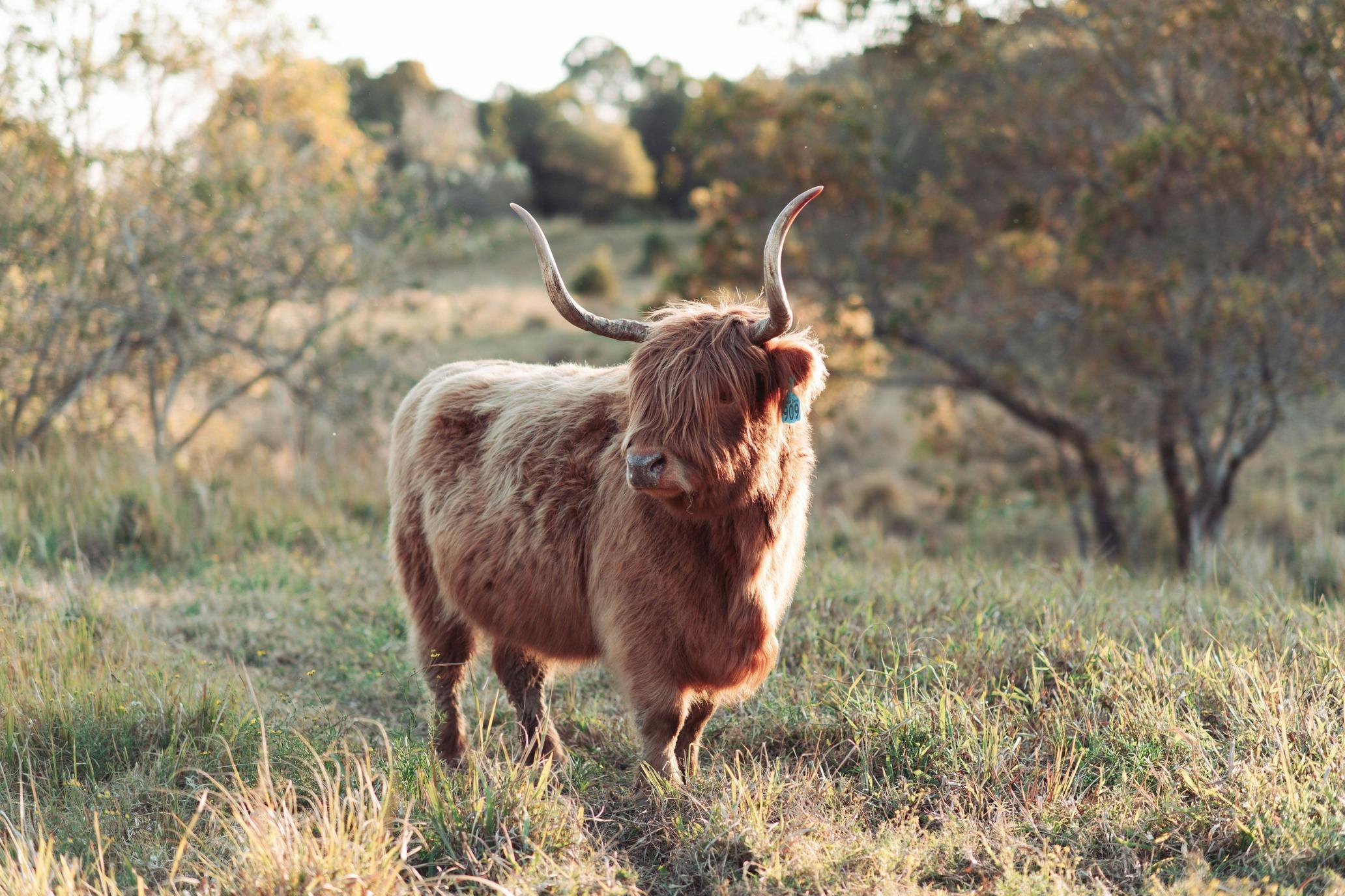 Koolah Creek has a herd of Highland Cows