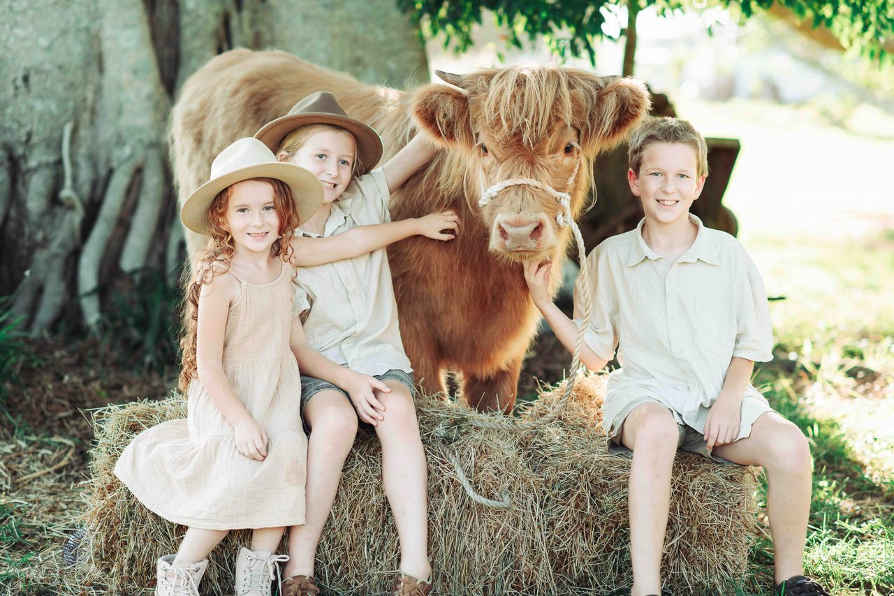 Unforgettable photoshoots with Highland cows