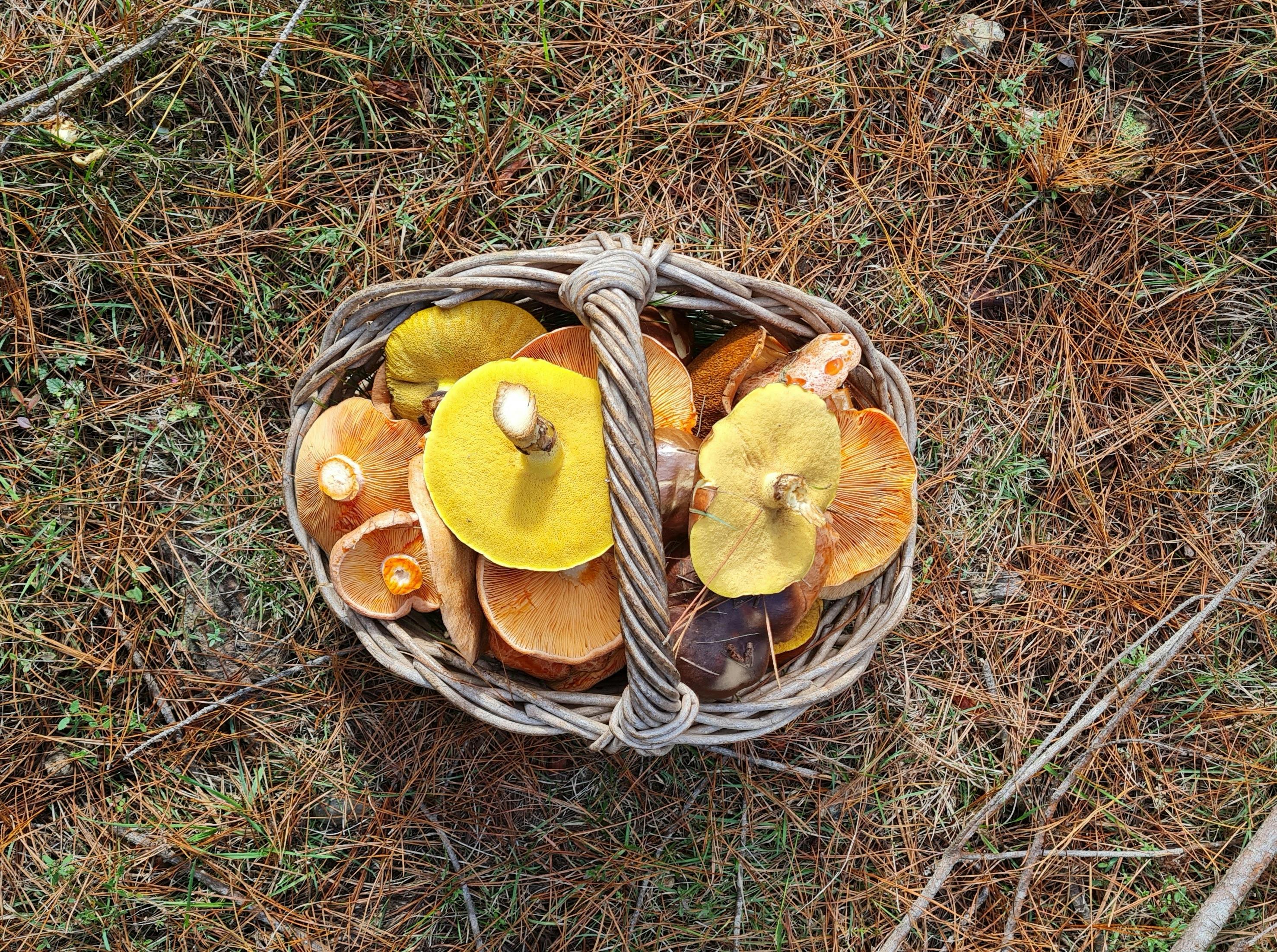 Wild mushrooms in a basket