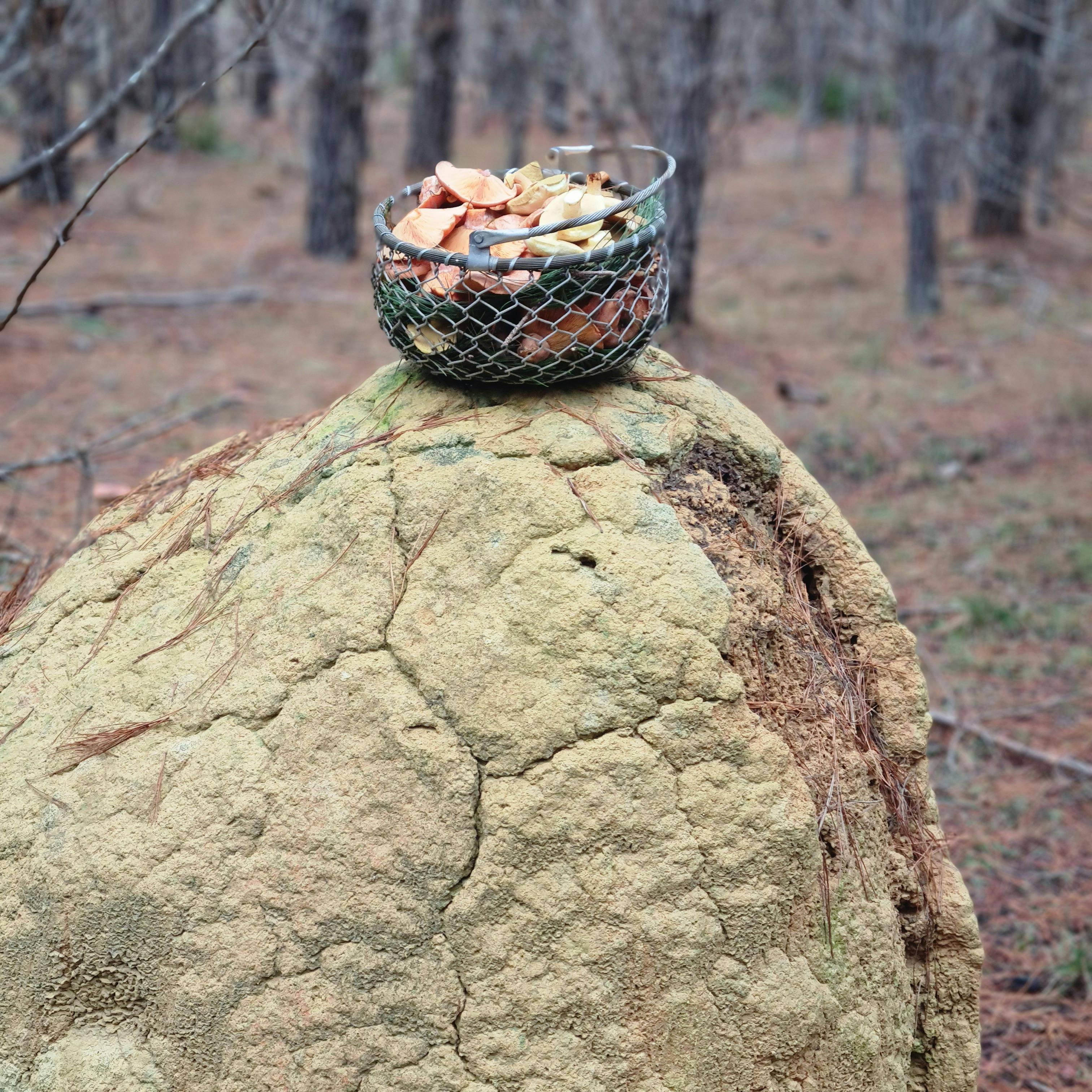 Basket of wild mushrooms on a termite mound in a forest