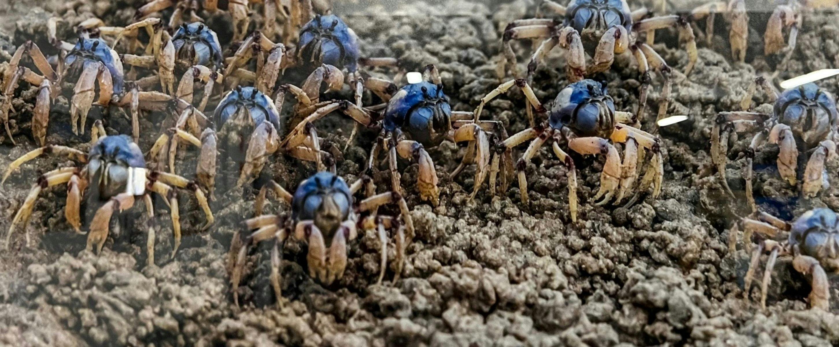 "Evening March" by Charis Williams