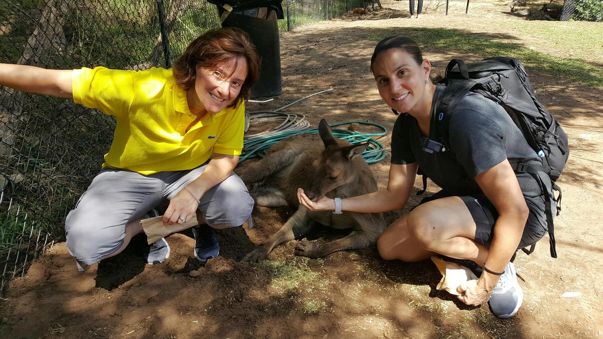 Hand Feed Kangaroo's at Featherdale Wildlife Park
