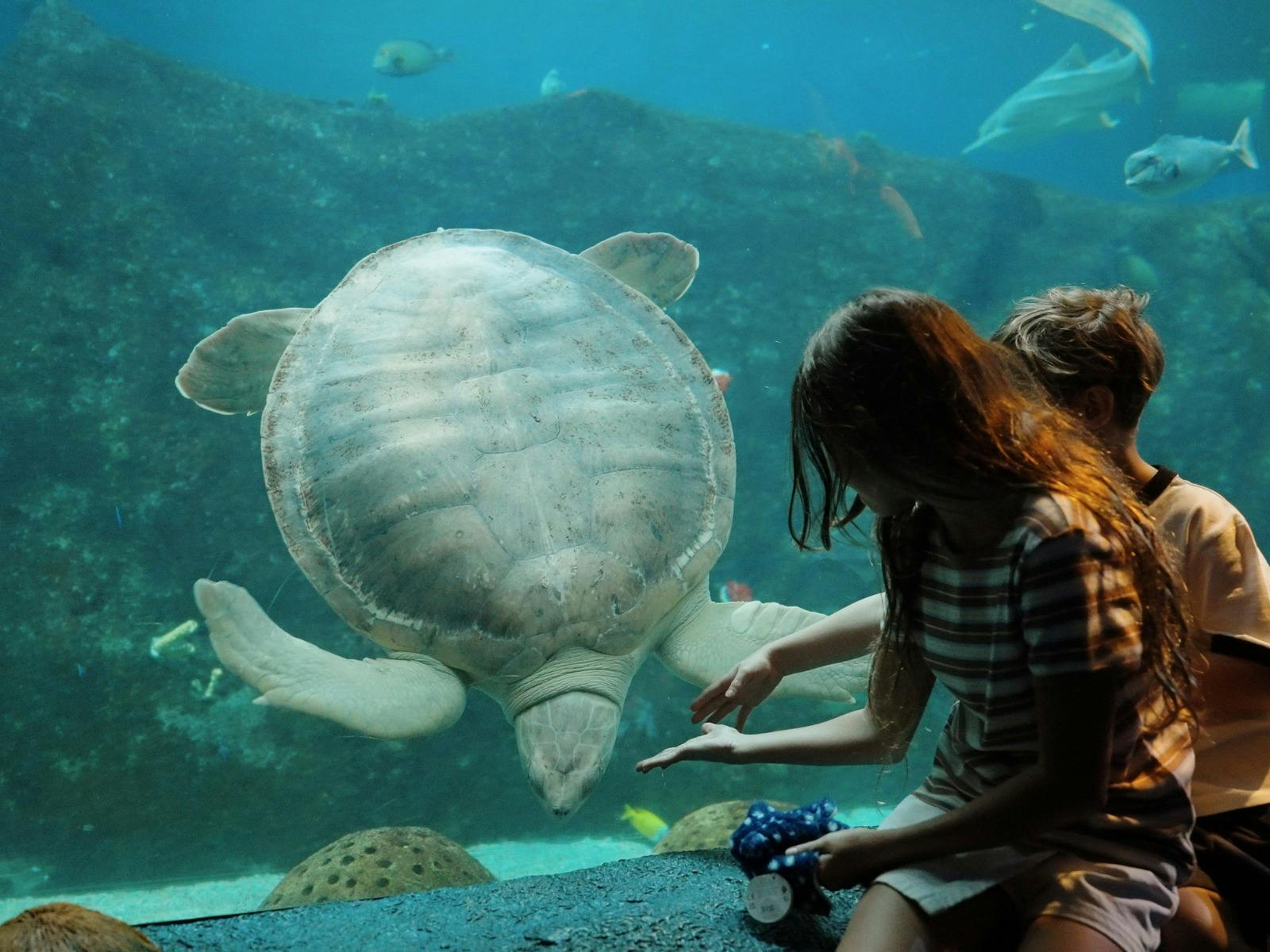 Children discover a turtle at SEA LIFE Sydney Aquarium