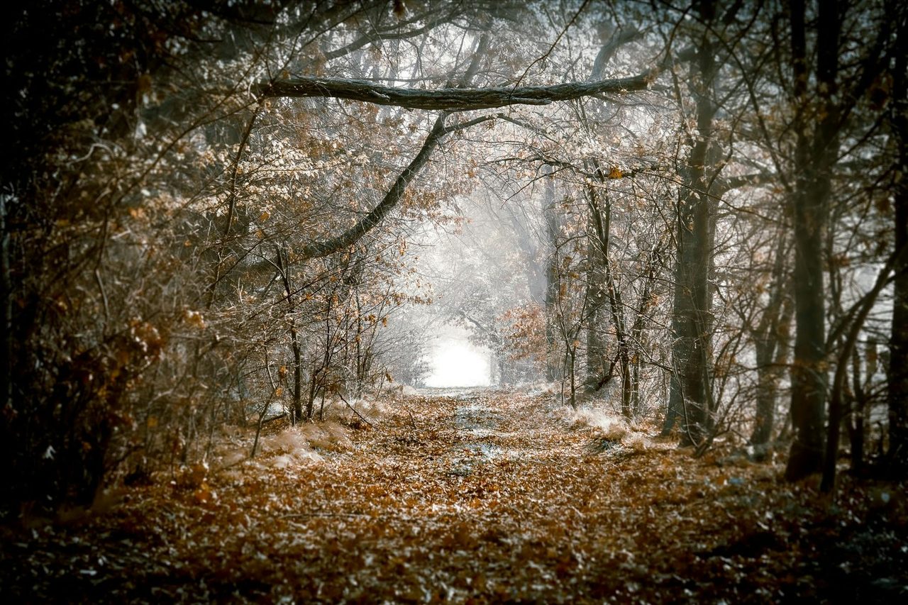 Secret Garden, by Jerusha McDowell