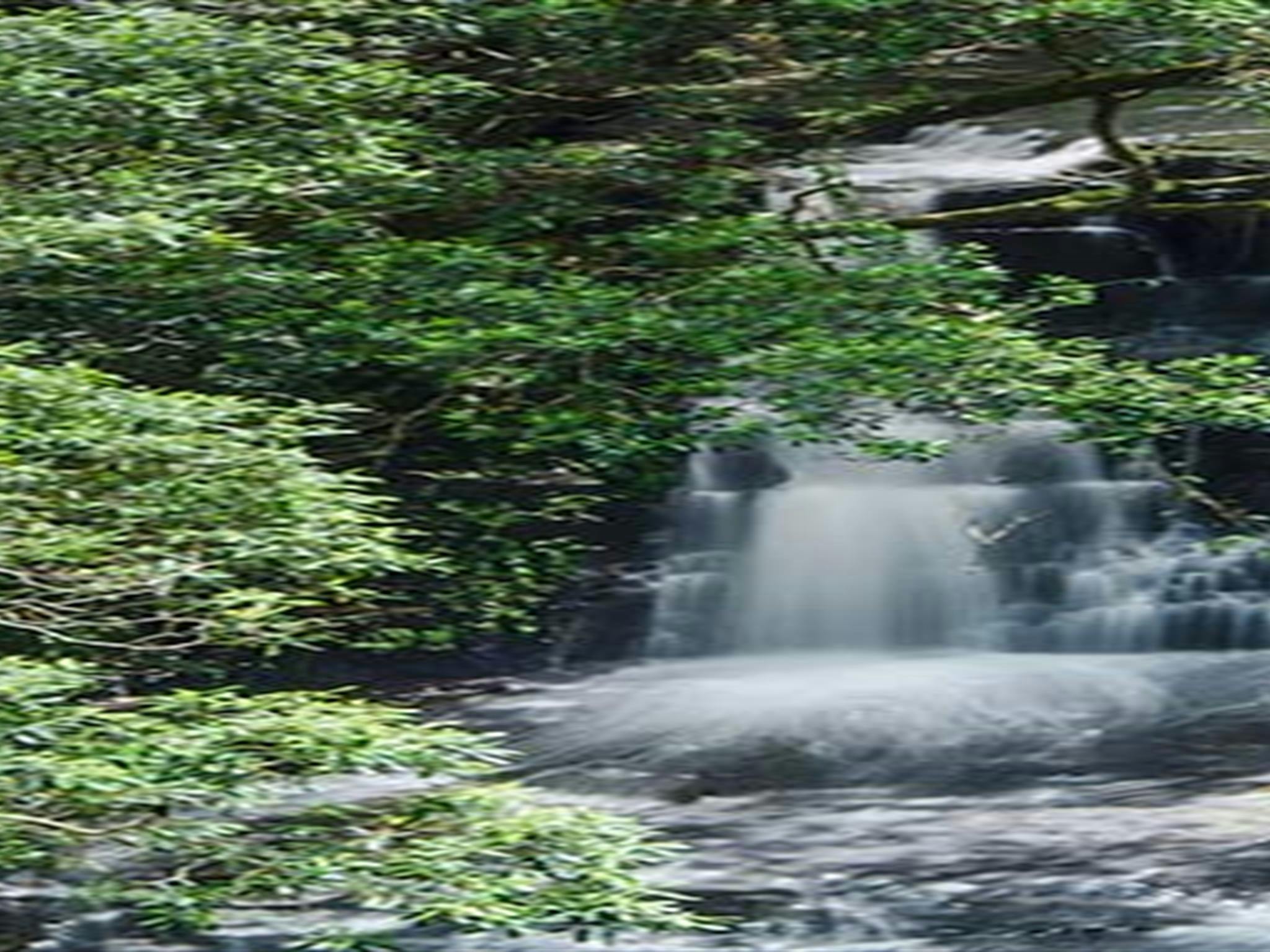 Jerusalem Creek picnic area, Barrington Tops National Park. Photo:John Spencer