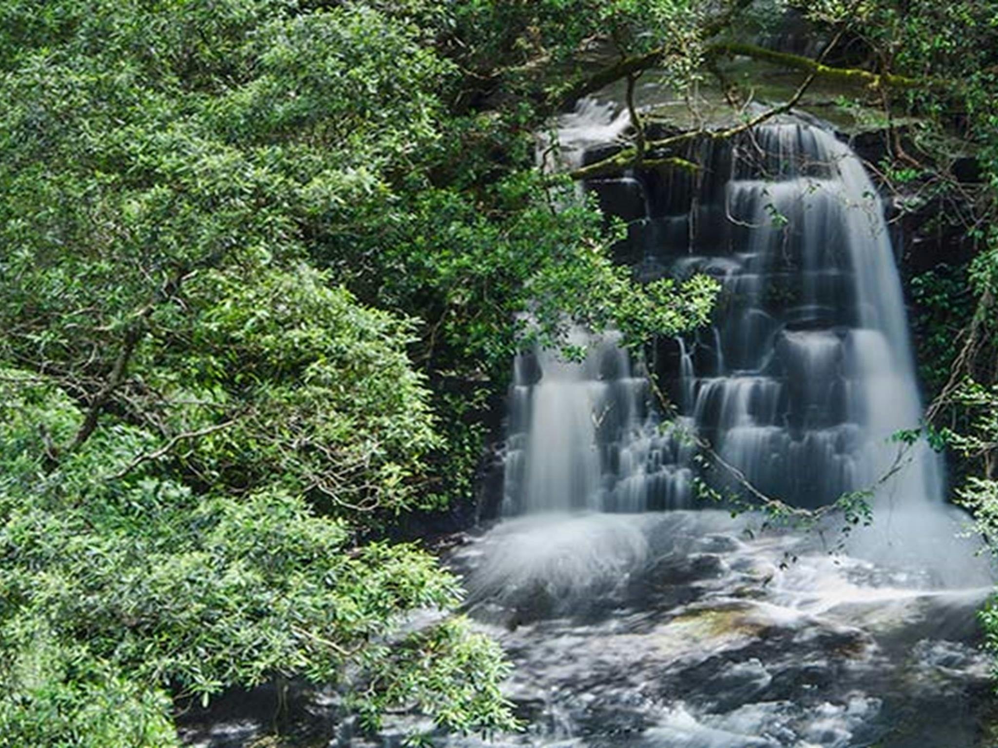 Jerusalem Creek picnic area, Barrington Tops National Park. Photo:John Spencer