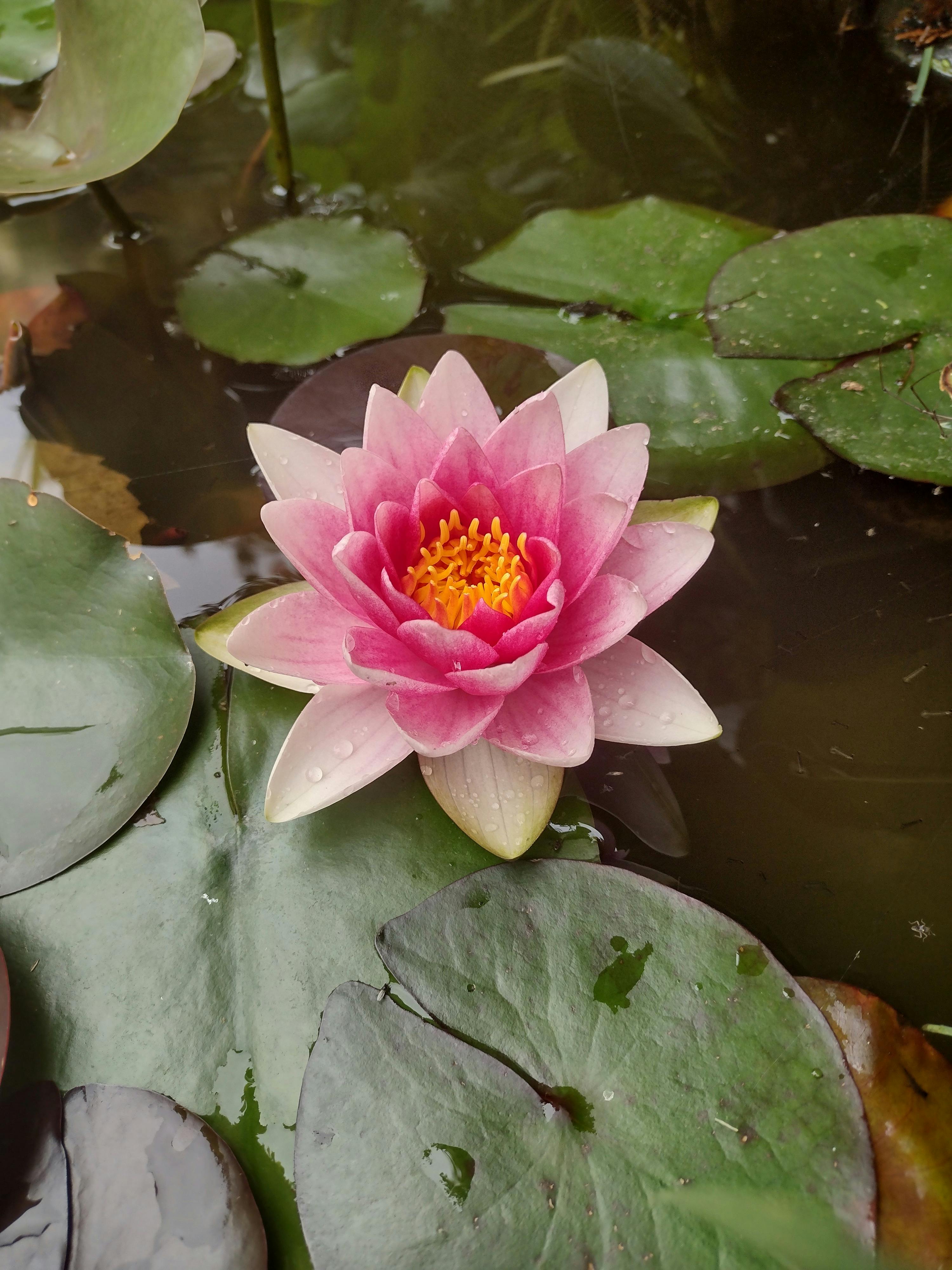 Lotus Flower at Apsara Day Spa