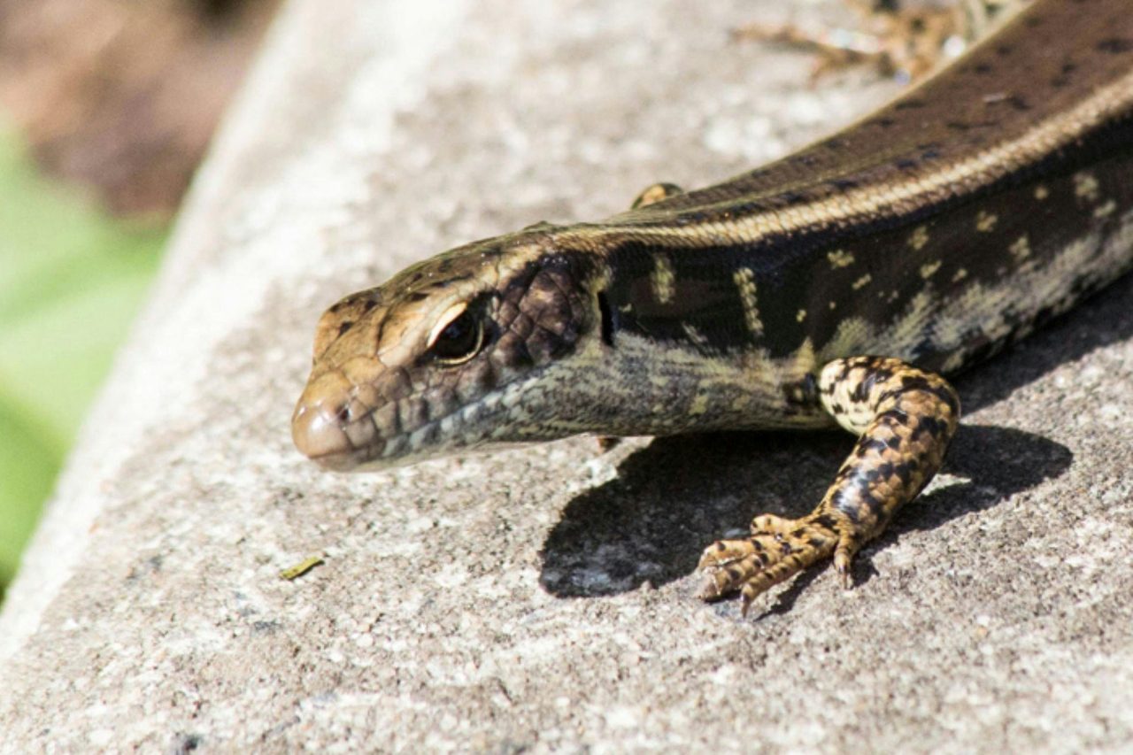 native animal