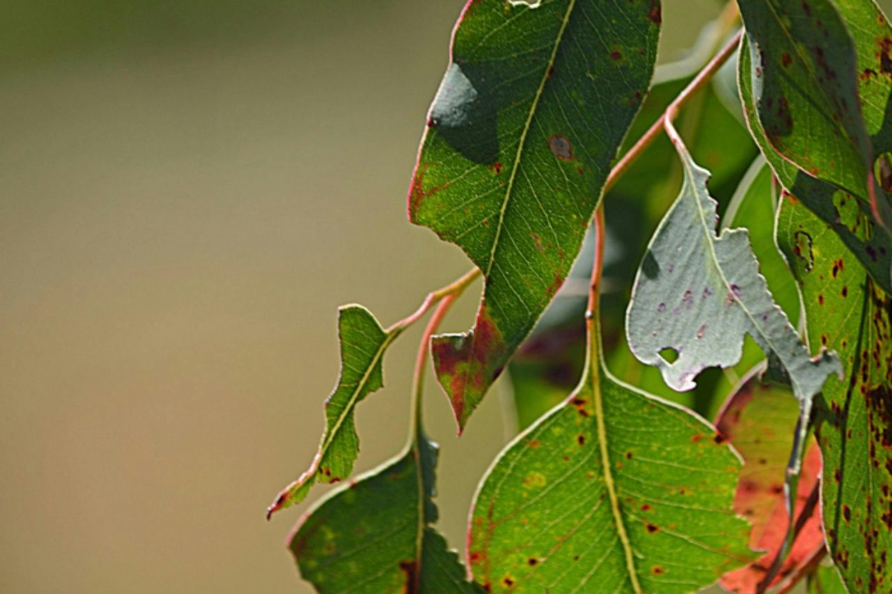 Leaves