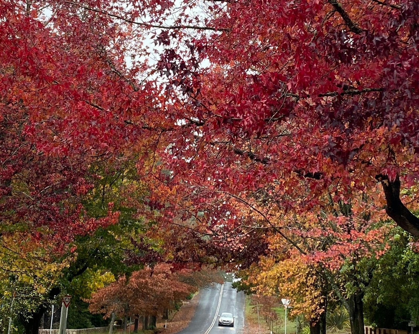 Autumn leaves in Blackheath