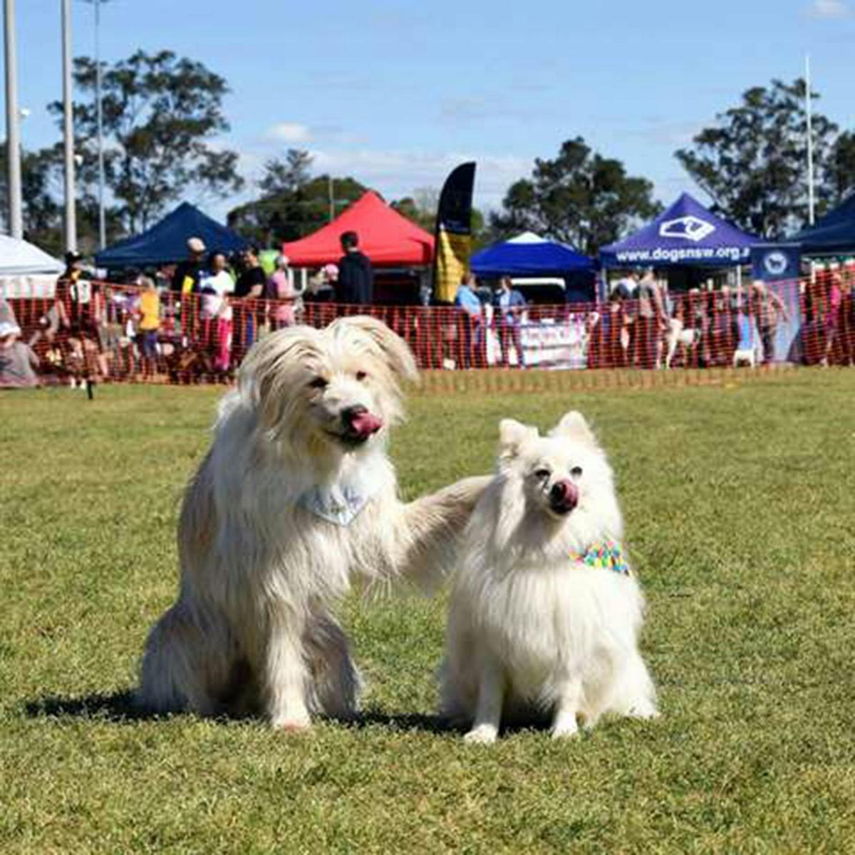 Blacktown Pet Festival